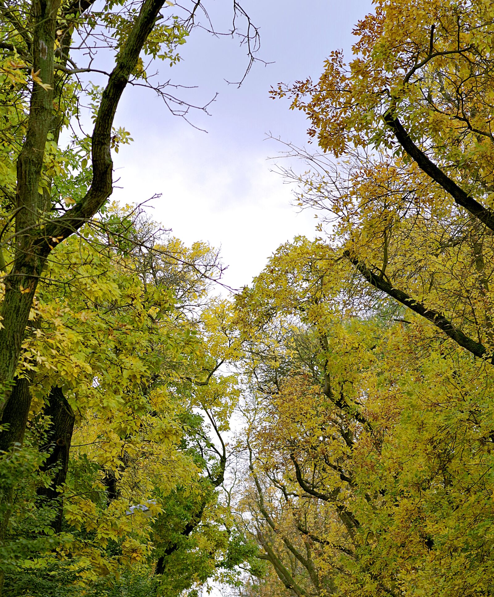Pentax K-S2 sample photo. Autumn, tree, yellow photography