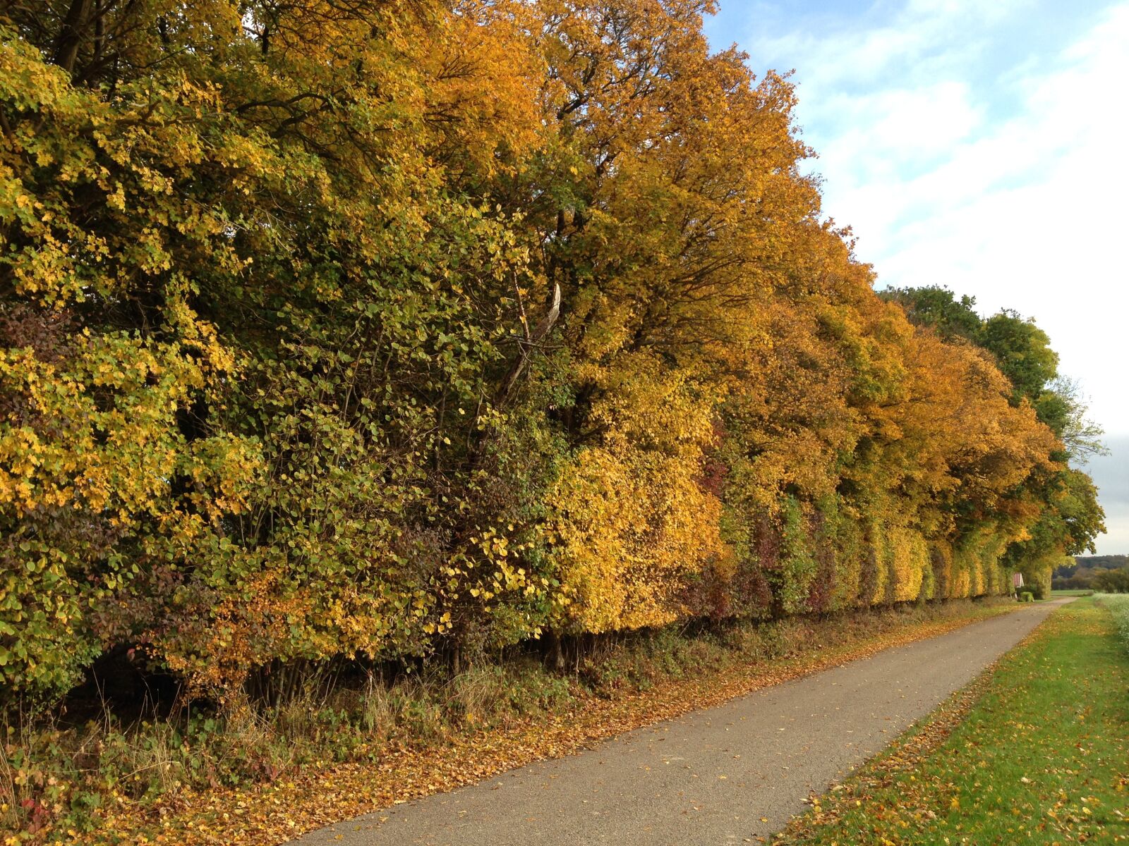 iPhone 5 back camera 4.12mm f/2.4 sample photo. Autumn, trees, foliage photography