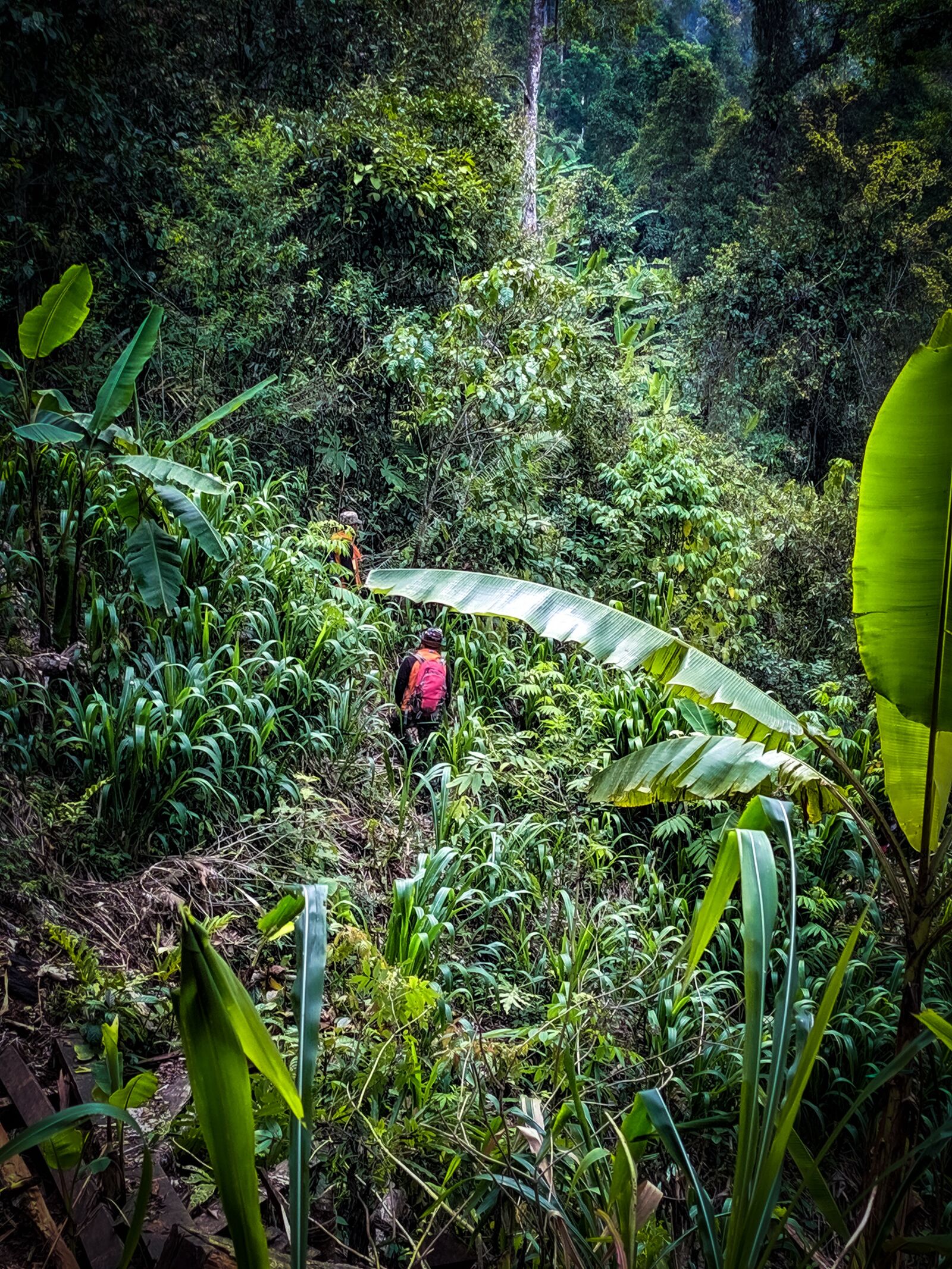 Xiaomi Redmi Note 7 sample photo. Nature, green, trophical photography