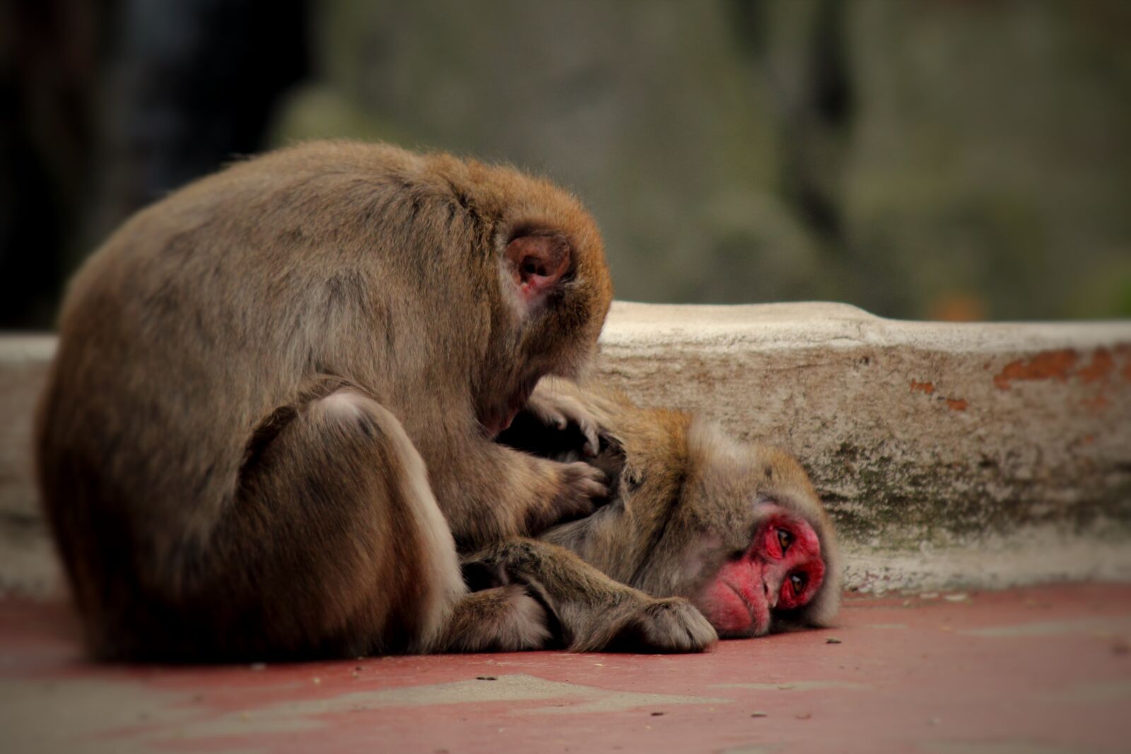Canon EOS 60D sample photo. Monkey, zoo, wanted photography