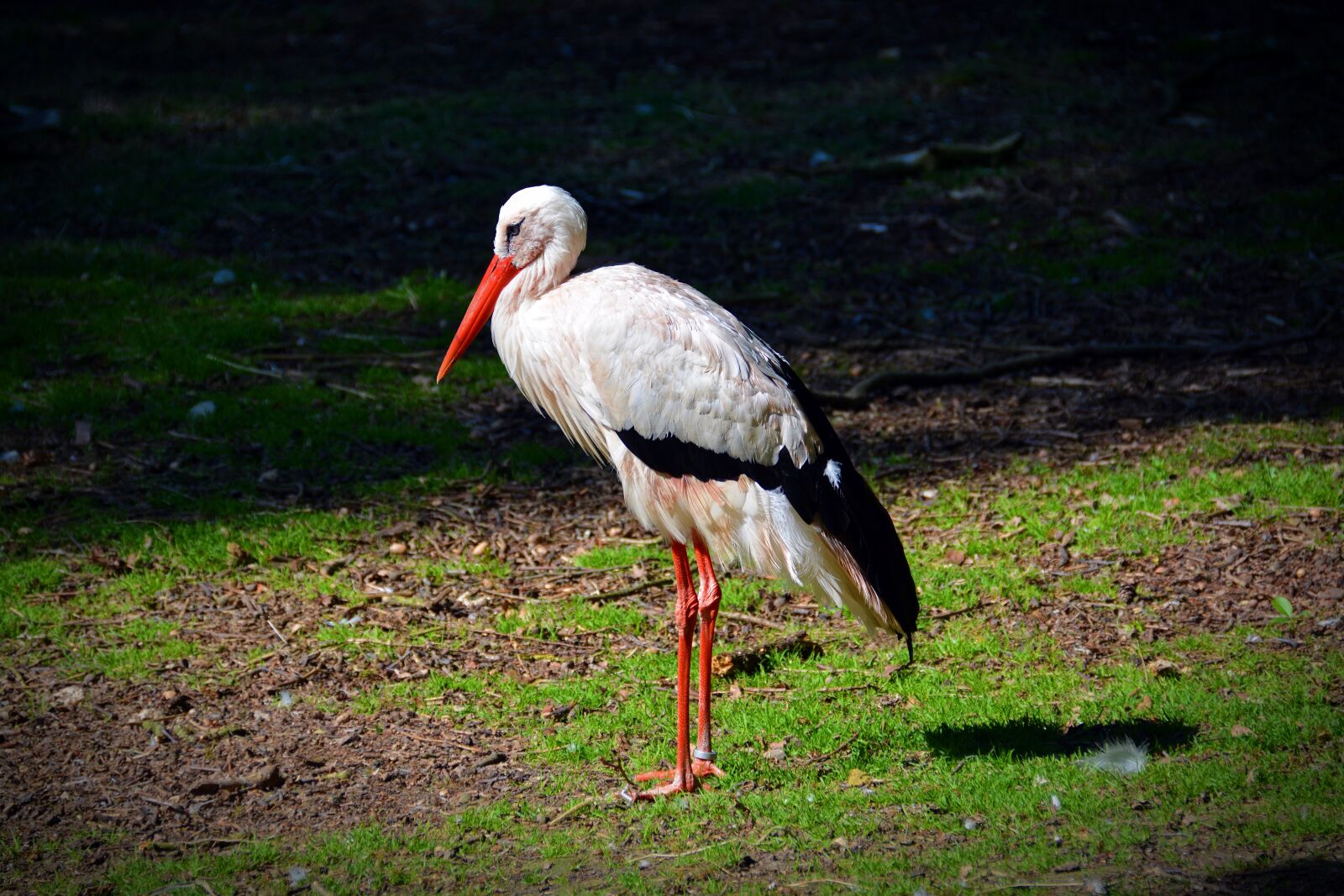 Nikon D5200 sample photo. White stork, stork, bird photography