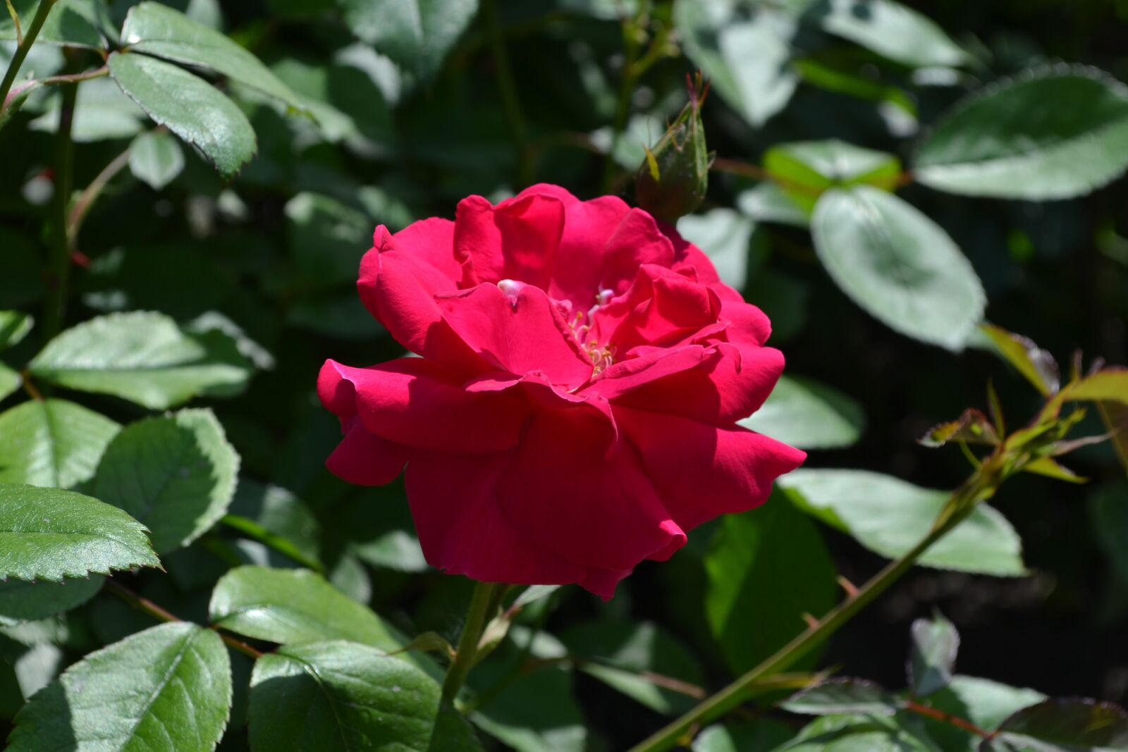 Nikon D3100 sample photo. Flowers, nature, plant photography