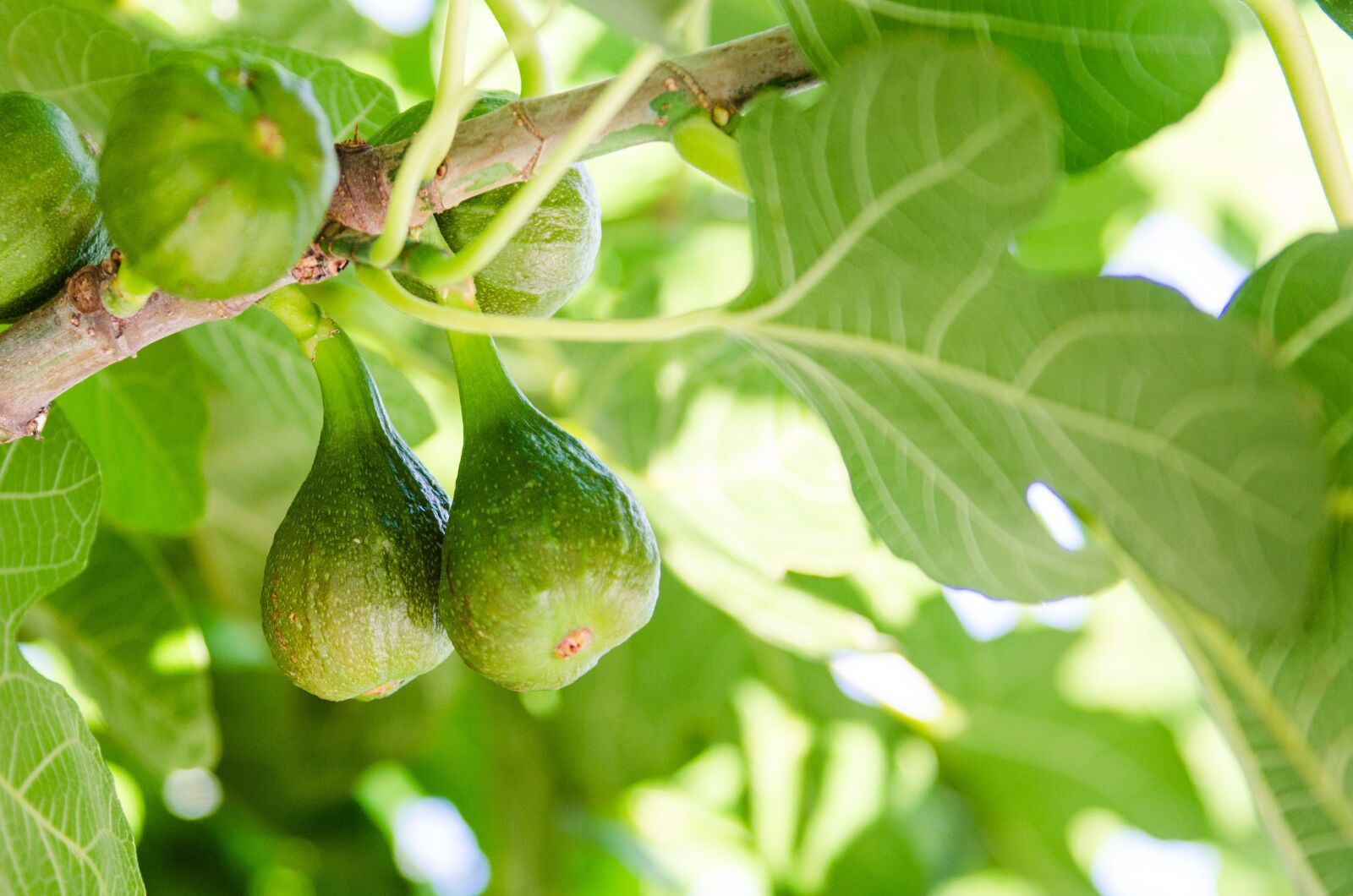 Nikon D7000 sample photo. Figs, fig tree, tree photography