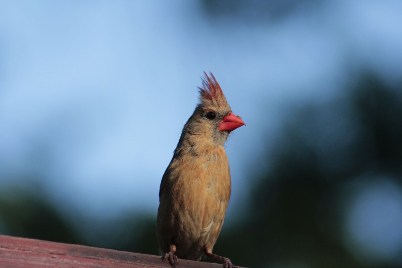 Canon EOS 550D (EOS Rebel T2i / EOS Kiss X4) sample photo. Nature, bird, wildlife photography