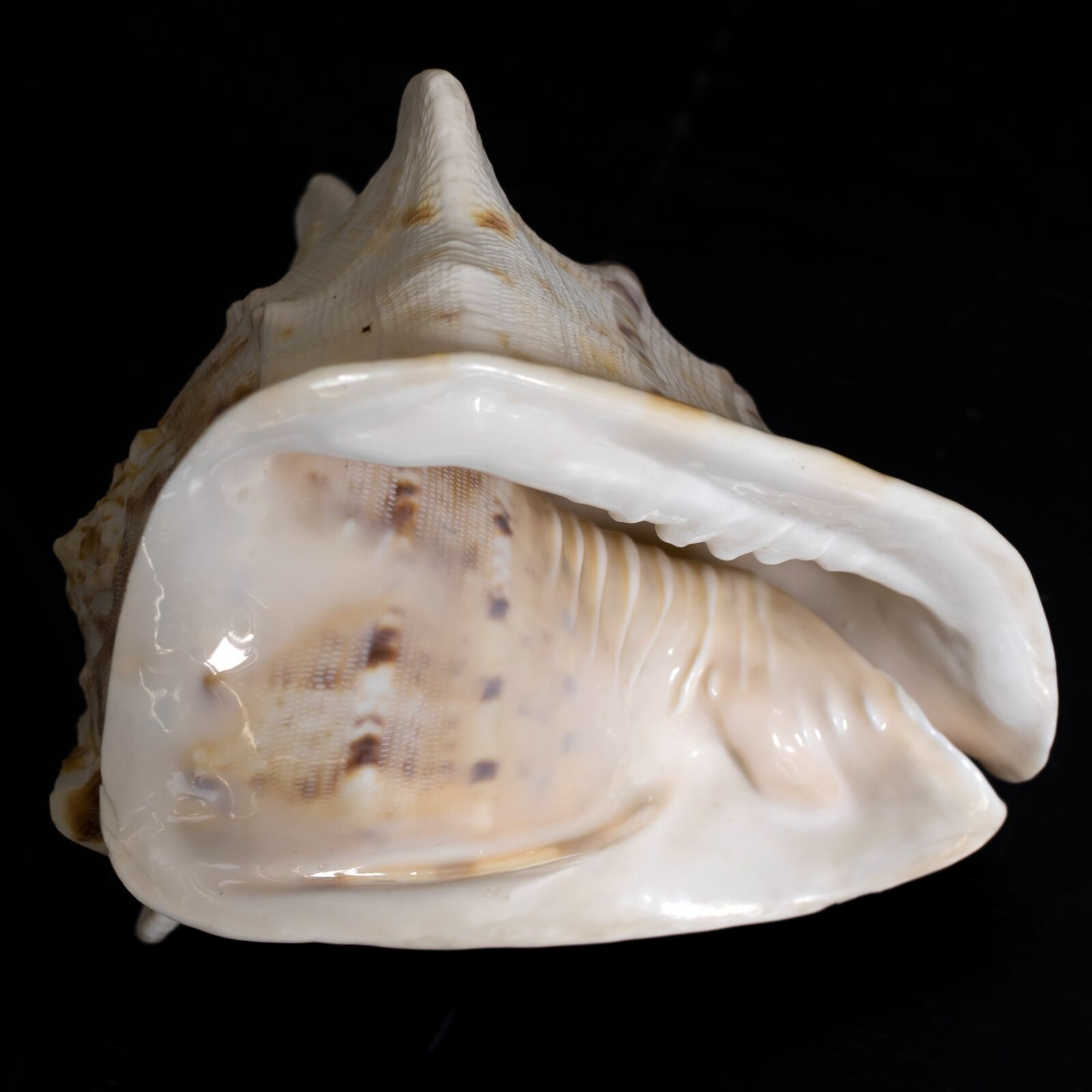Pentax K-3 II sample photo. Shell, marine, natural photography