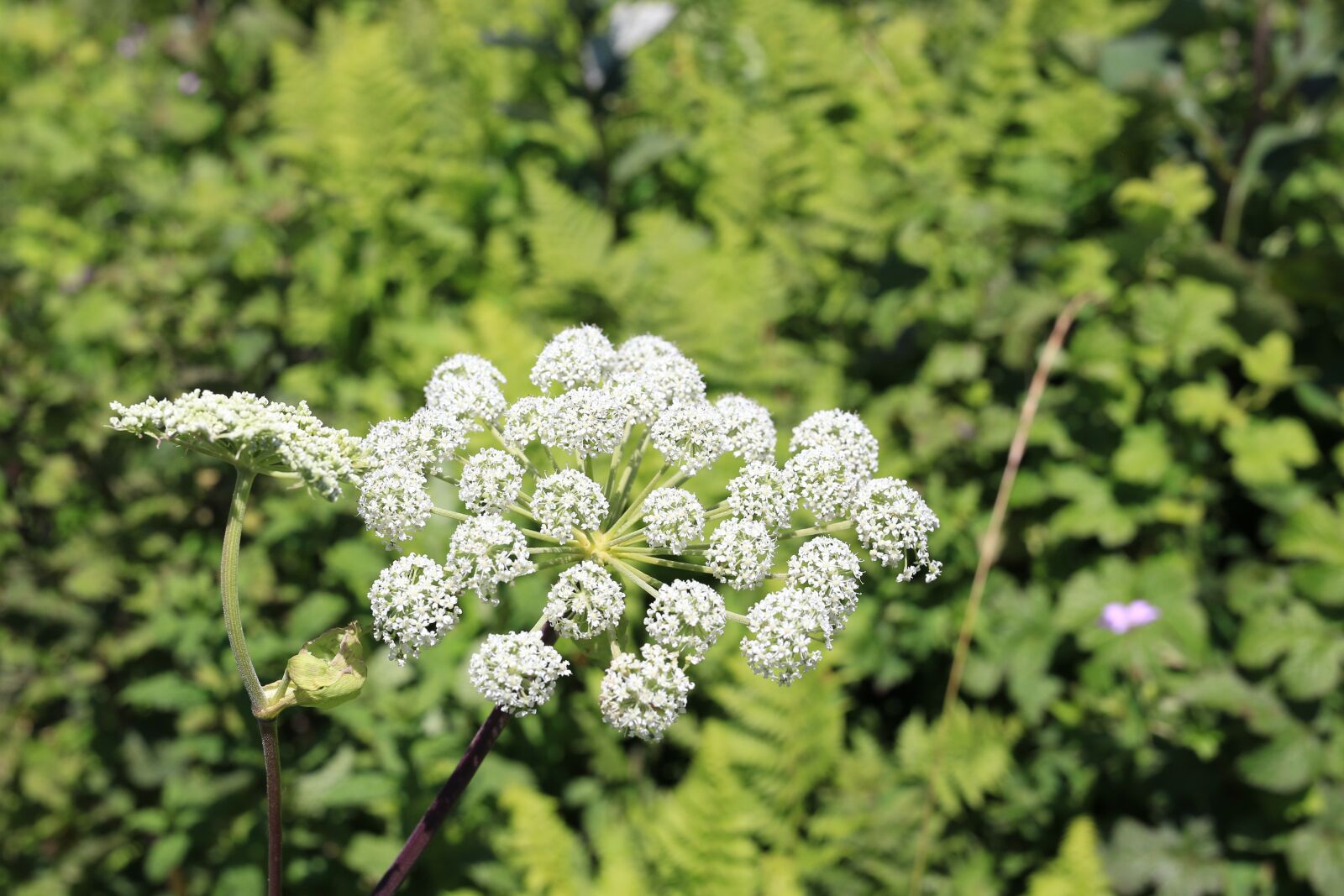 Canon EOS 6D sample photo. Summer, white color flower photography