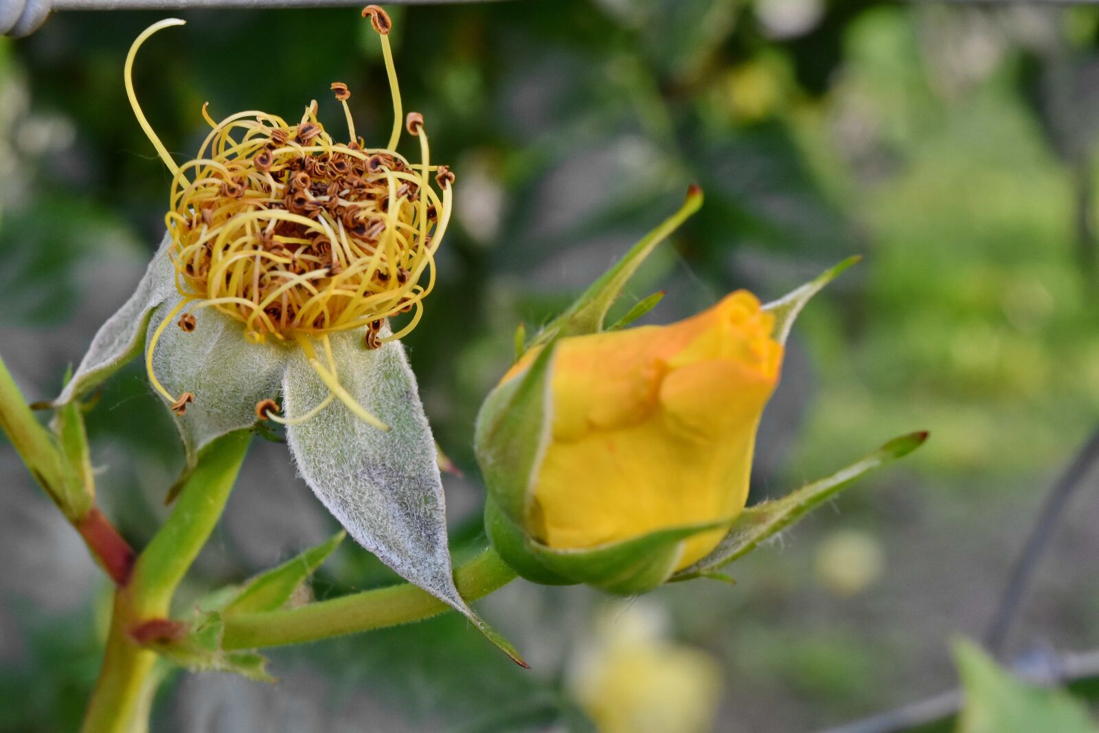 Nikon D5500 sample photo. Pistil, yellow, bud, garden photography