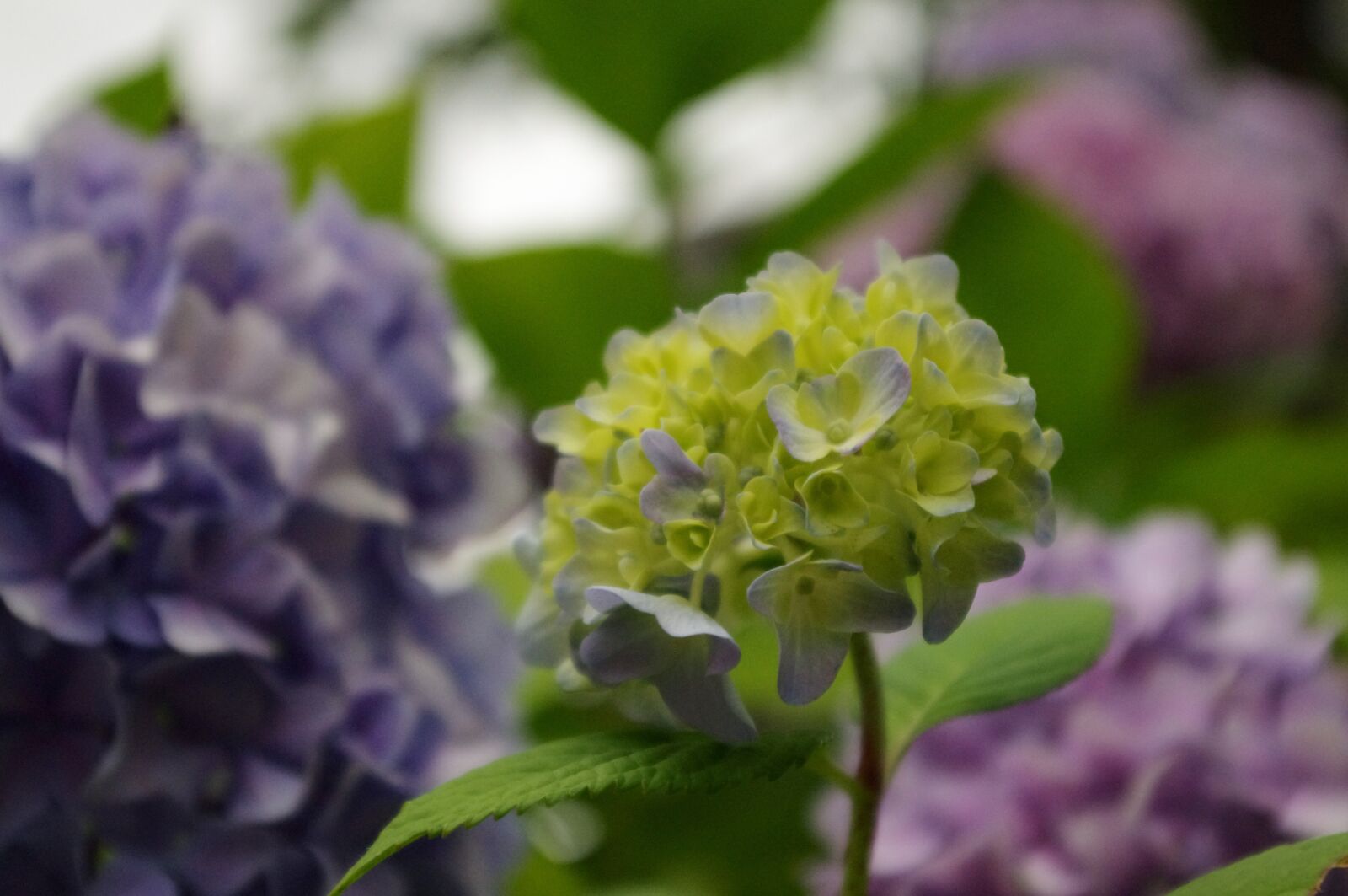Pentax K-r sample photo. Hydrangea, flower, bloom photography
