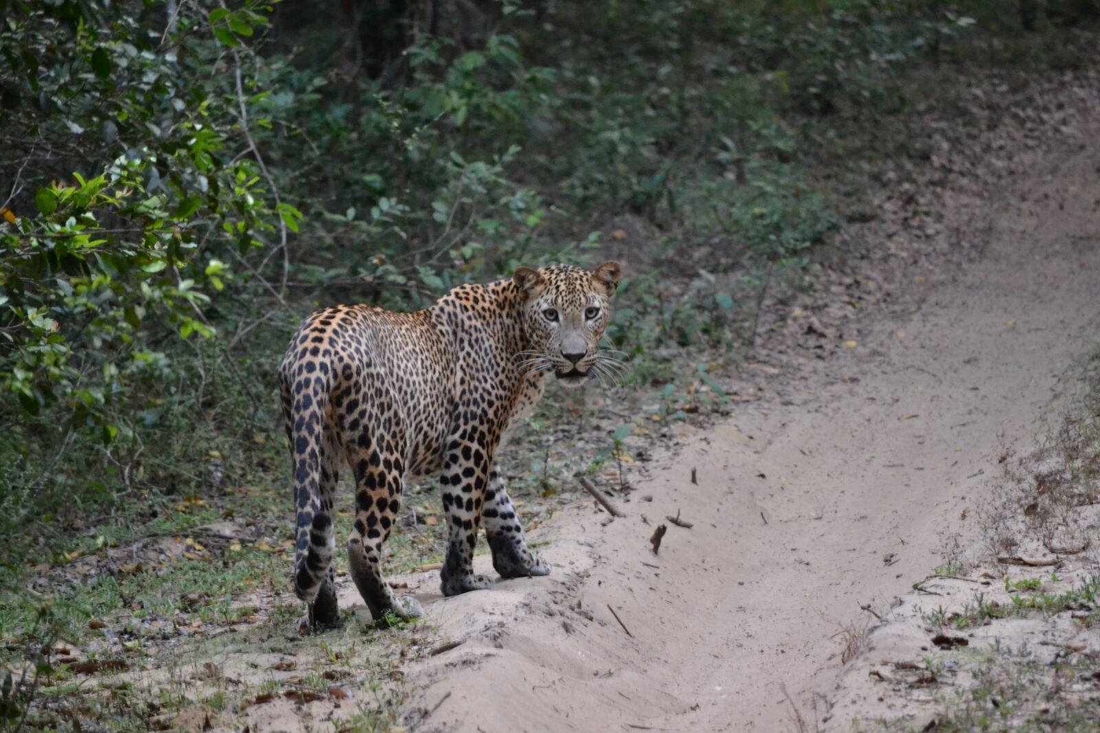 Nikon D3100 sample photo. Leopard, sri lanka, wildlife photography