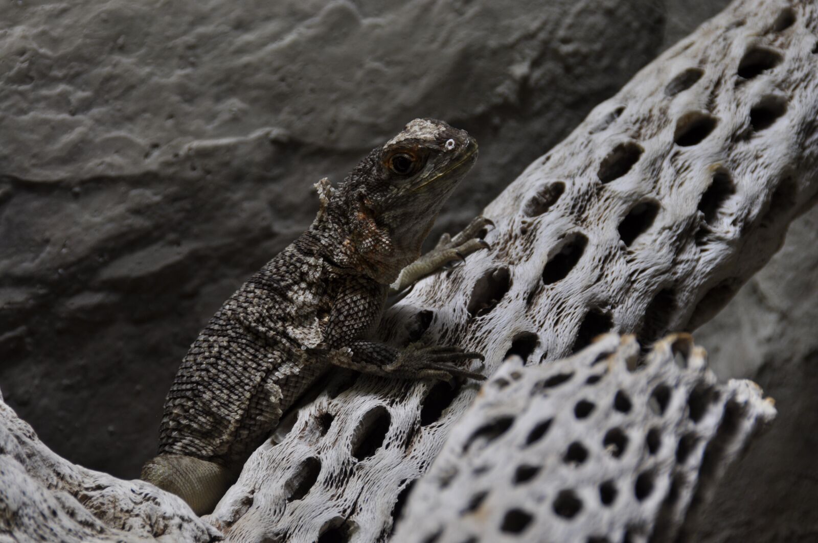 Nikon D90 sample photo. Animal, iguana, madagascar iguana photography