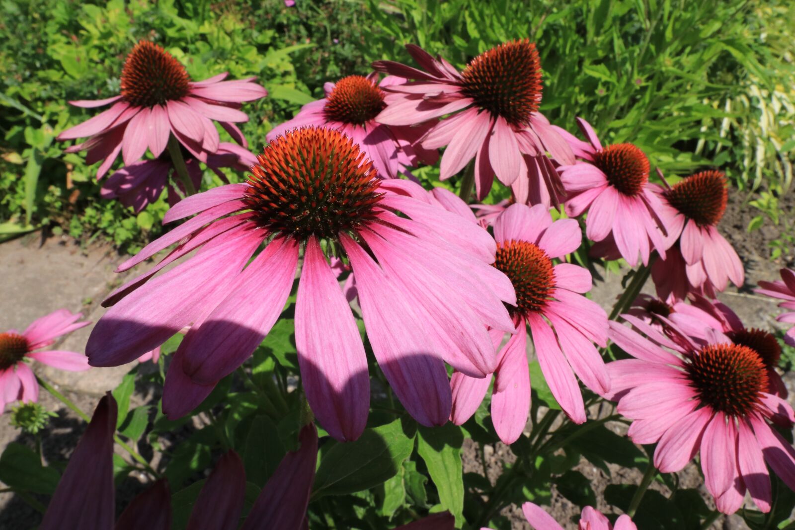 Canon EOS 80D + Canon EF-S 10-18mm F4.5–5.6 IS STM sample photo. Echinacea, purple coneflower, coneflower photography