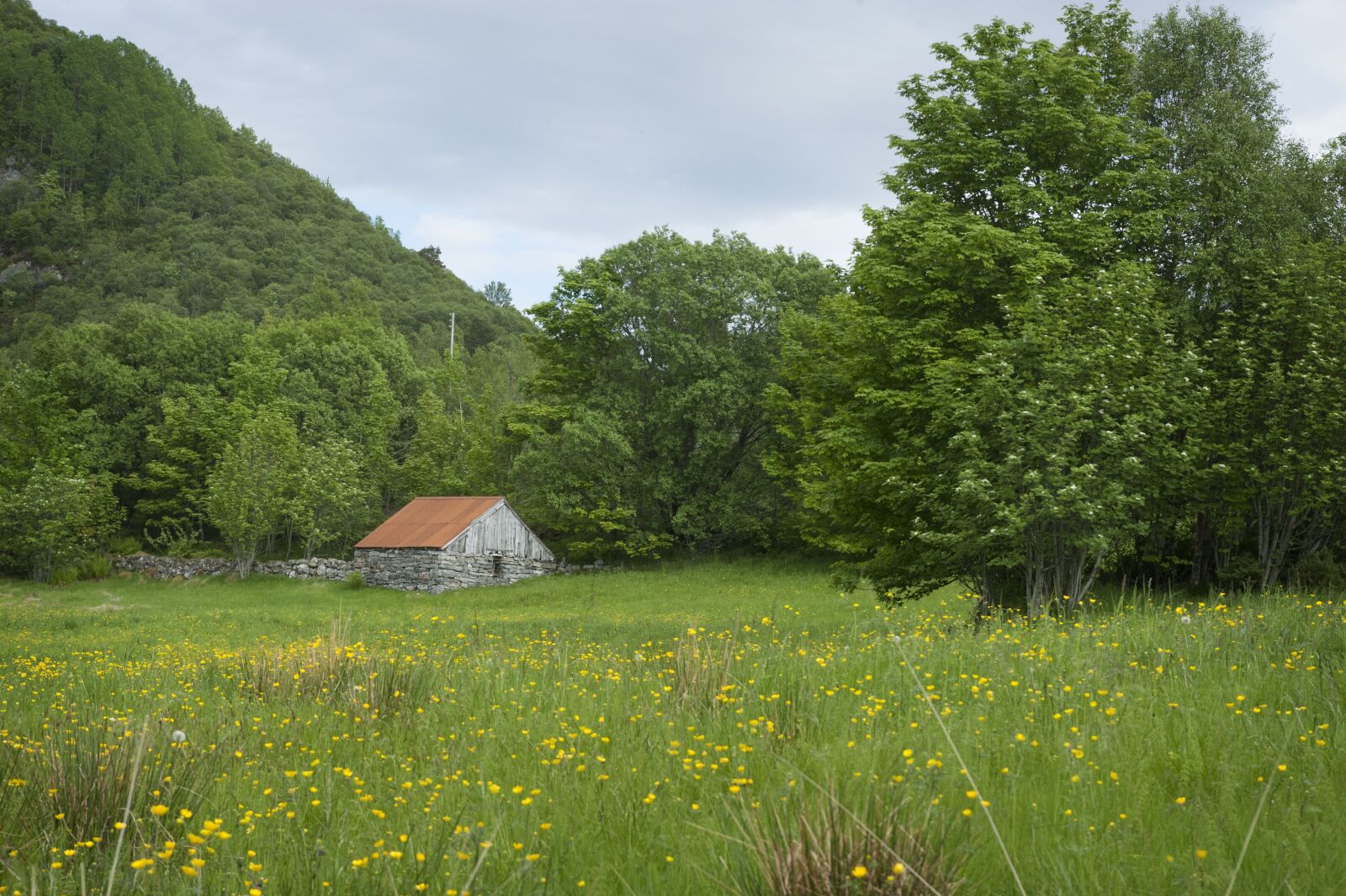 Nikon D3 sample photo. Meadow, seals, utløe photography