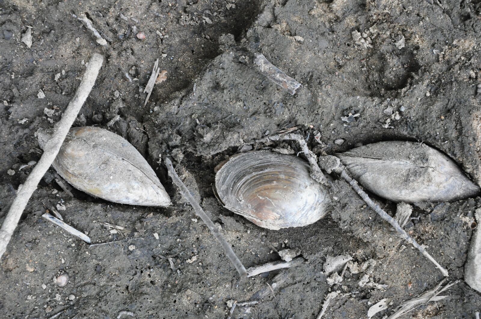 Nikon D90 sample photo. Mussels, the bottom of photography