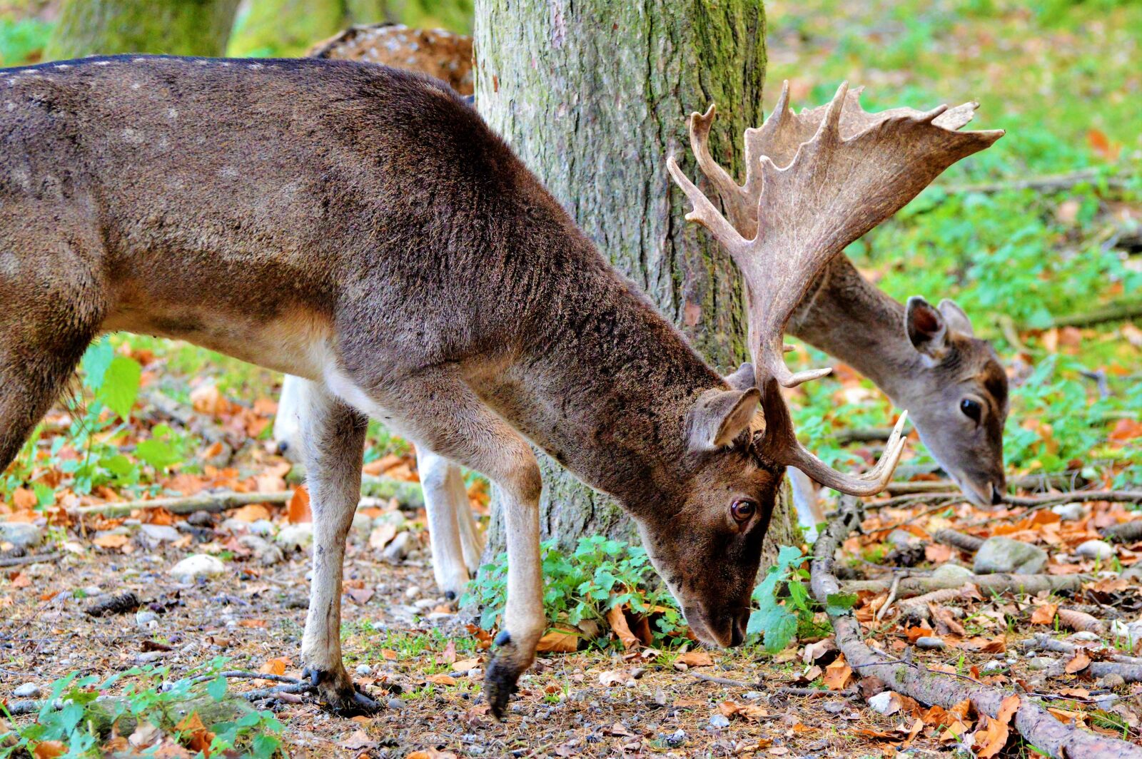 Nikon D3200 sample photo. Hirsch, roe deer, doe photography