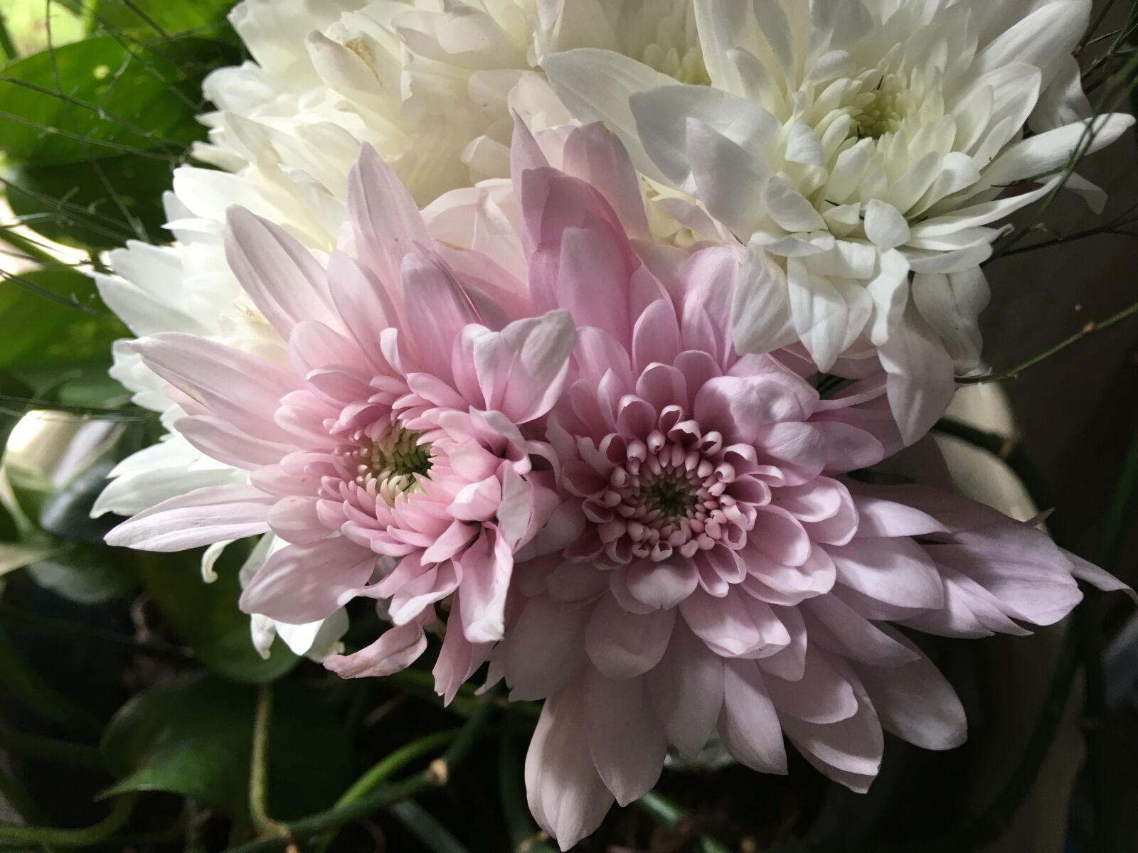 Apple iPhone 6s Plus sample photo. Dalia, flowers, plant photography