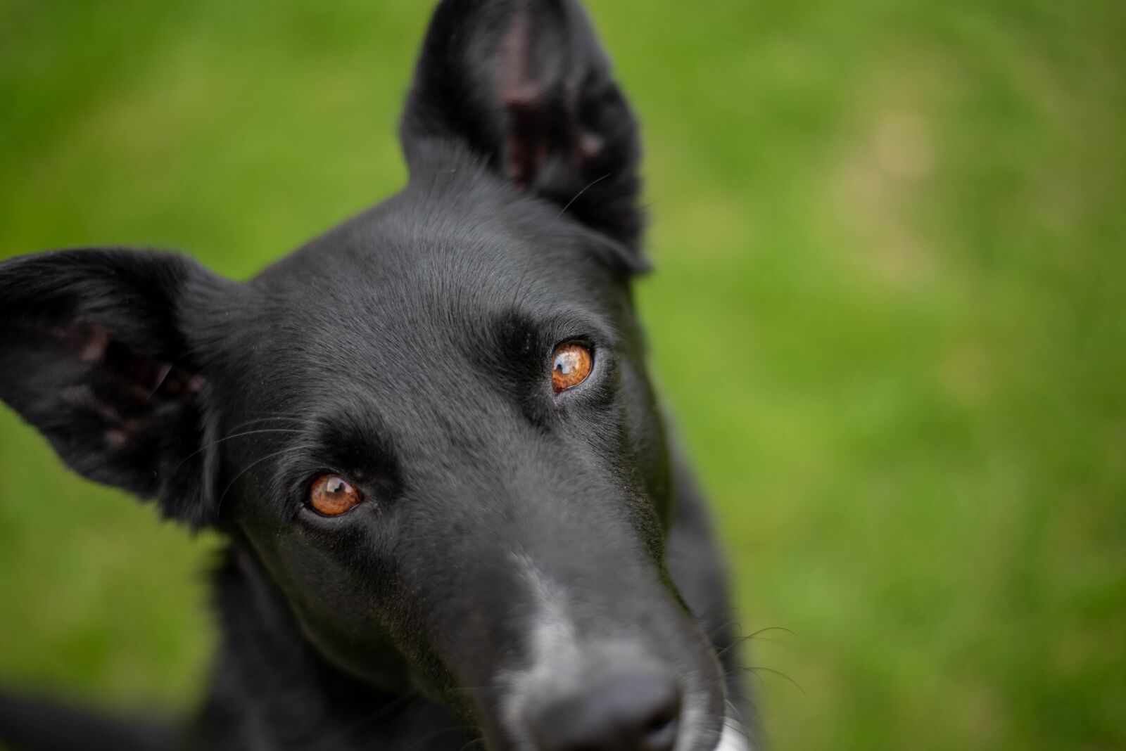 Nikon D750 sample photo. Dog, pet, cute photography