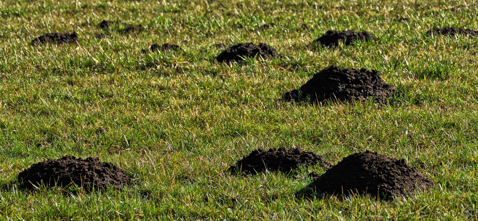 Panasonic Lumix DMC-FZ1000 sample photo. Meadow, grass, erdhaufen photography