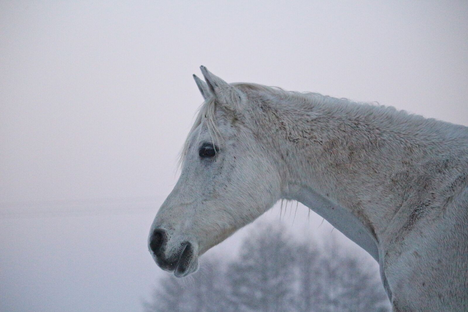 Canon EOS 100D (EOS Rebel SL1 / EOS Kiss X7) sample photo. Mold, horse, winter photography