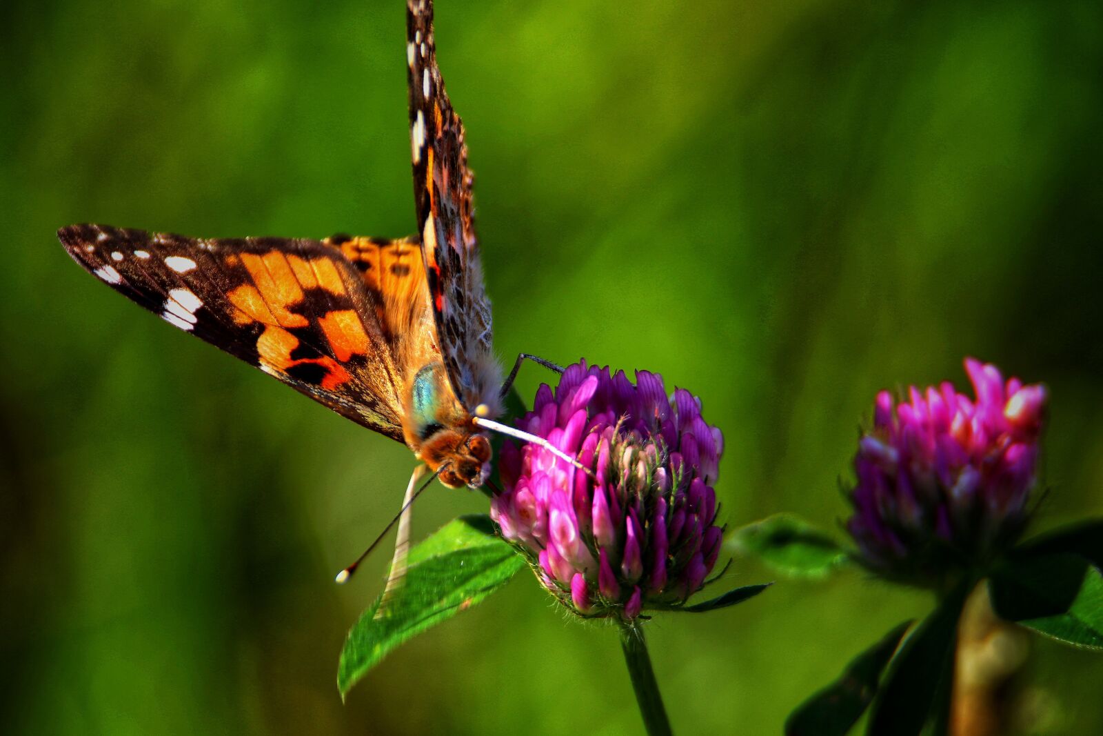 Canon EOS 200D (EOS Rebel SL2 / EOS Kiss X9) sample photo. Butterfly, nature, summer photography