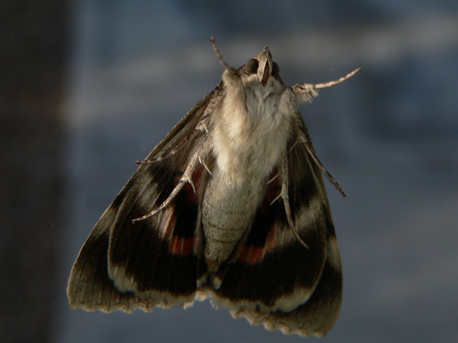 Panasonic DMC-FZ20 sample photo. Moth, lepidoptera, fauna photography