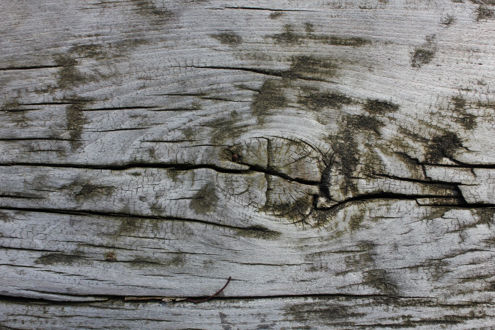 Canon EOS 550D (EOS Rebel T2i / EOS Kiss X4) sample photo. Wood, brown, nature photography