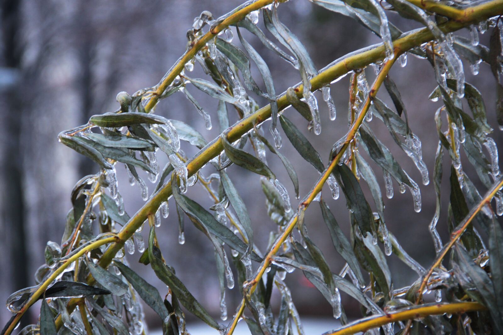 Canon EOS 500D (EOS Rebel T1i / EOS Kiss X3) sample photo. Ice, frost, leaves photography