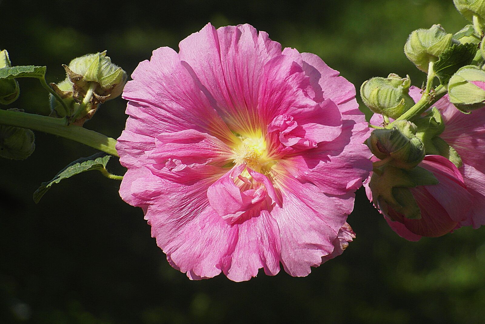 Samsung WB750 sample photo. Mallow, flower, pink photography