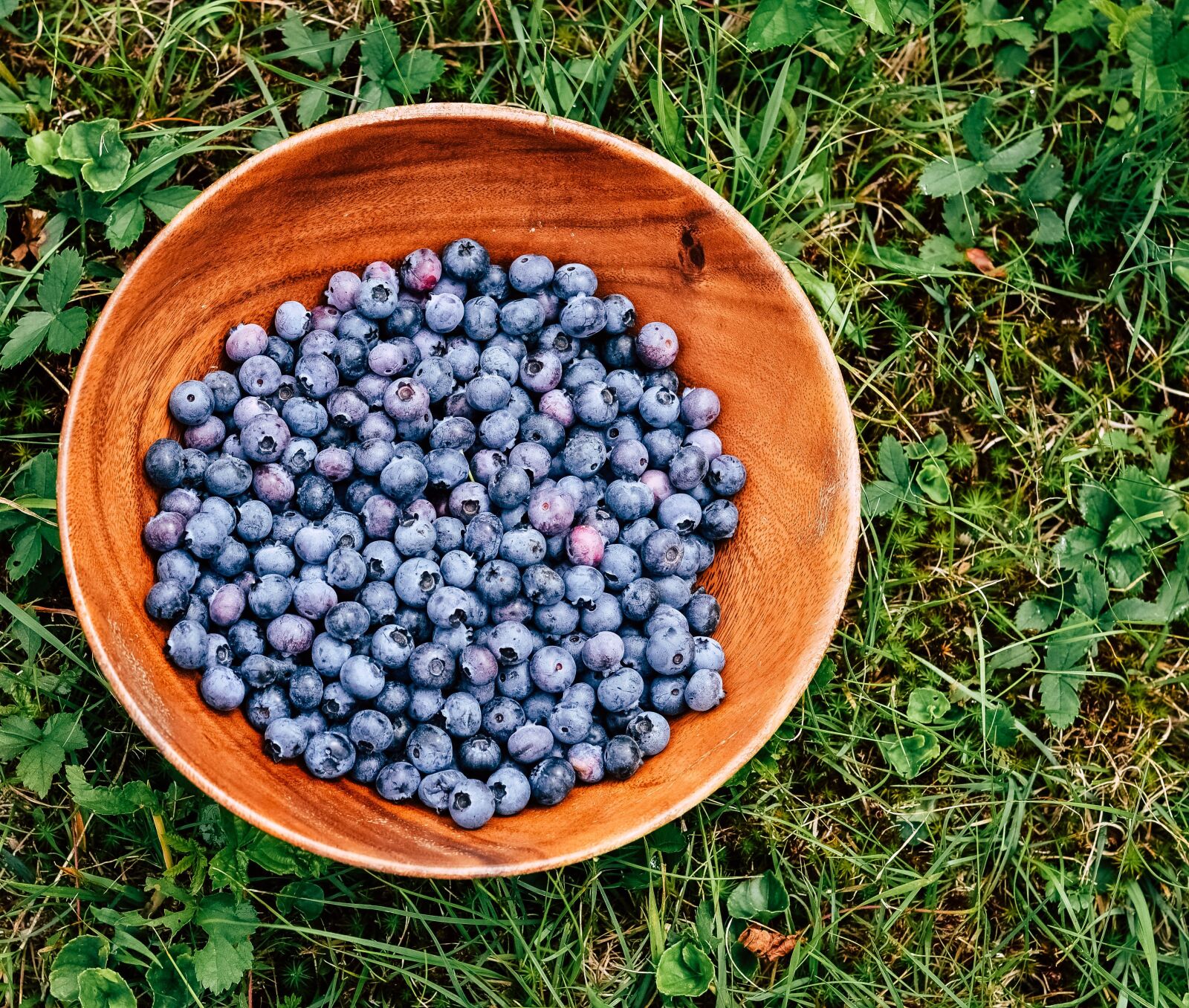 Nikon D3100 sample photo. Blueberry, blueberry bush, blueberries photography