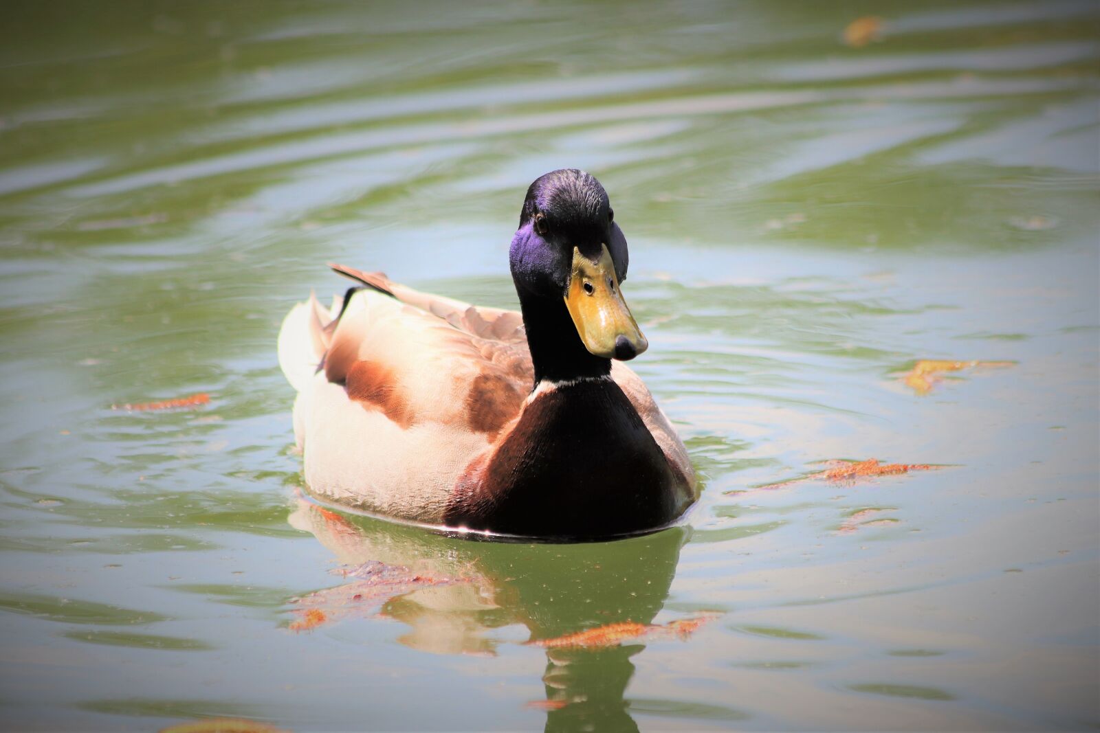 Canon EOS 200D (EOS Rebel SL2 / EOS Kiss X9) sample photo. Male duck, swimming, colorful photography