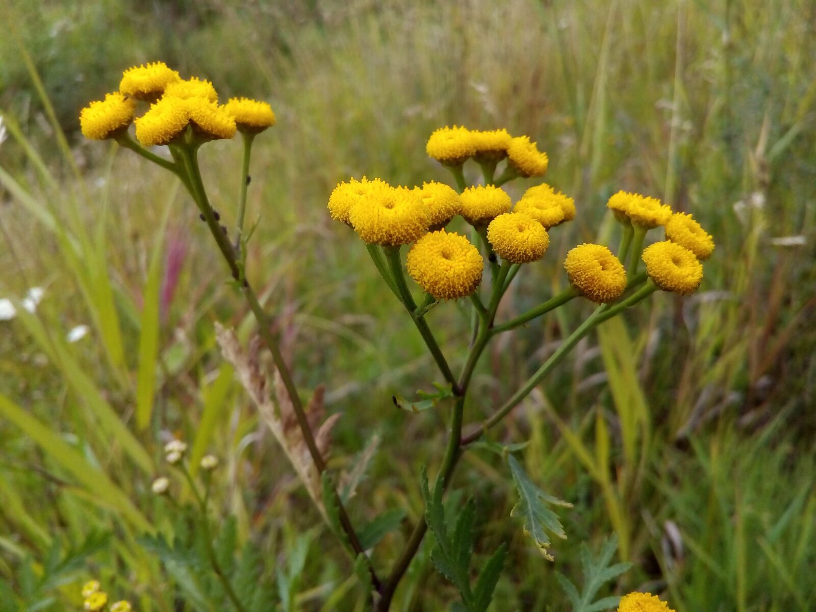 ASUS ZenFone Go (ZC500TG) sample photo. Tansy, meadow flowers, summer photography