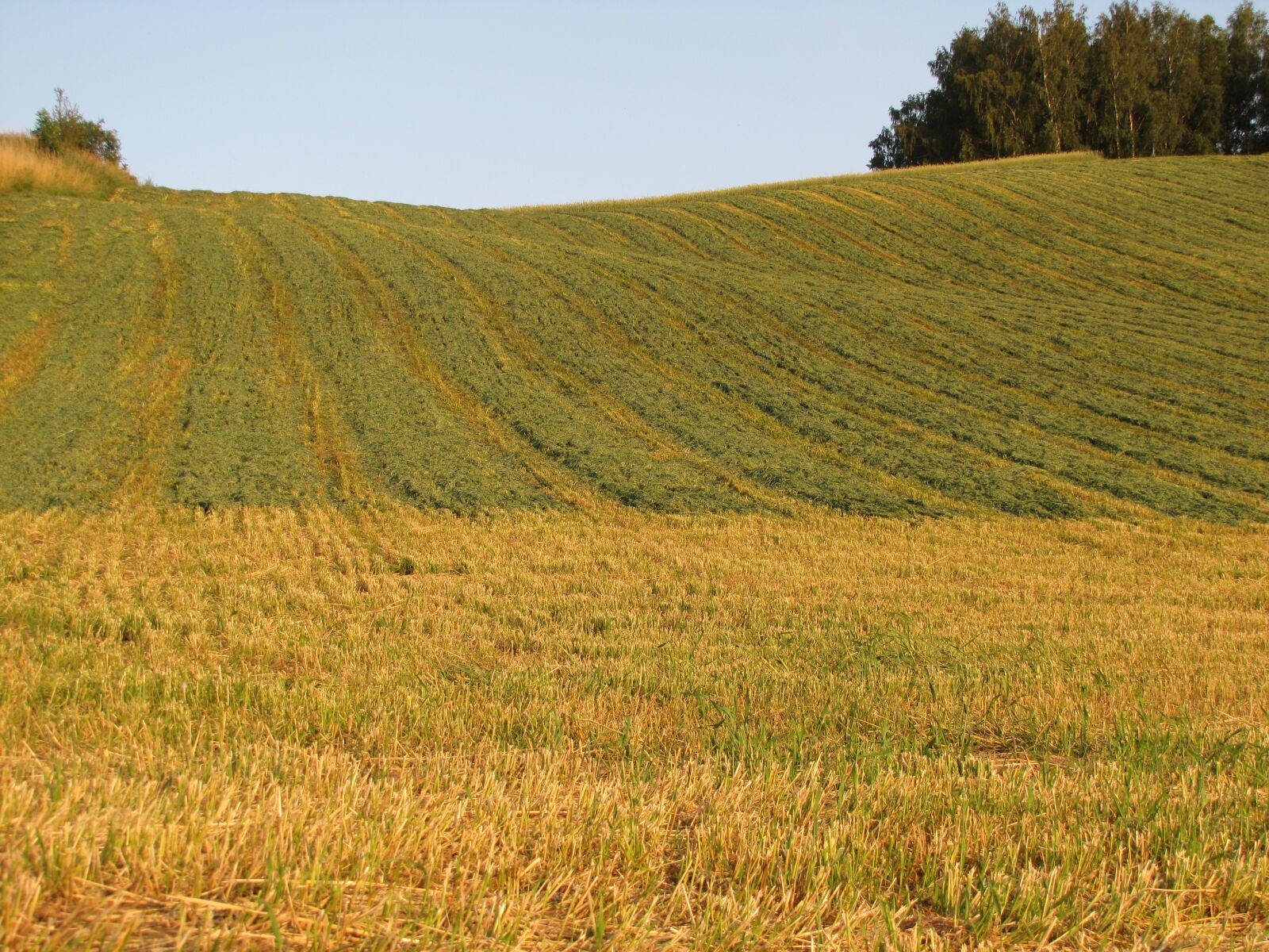 Canon PowerShot SX20 IS sample photo. Field, nature, summer photography