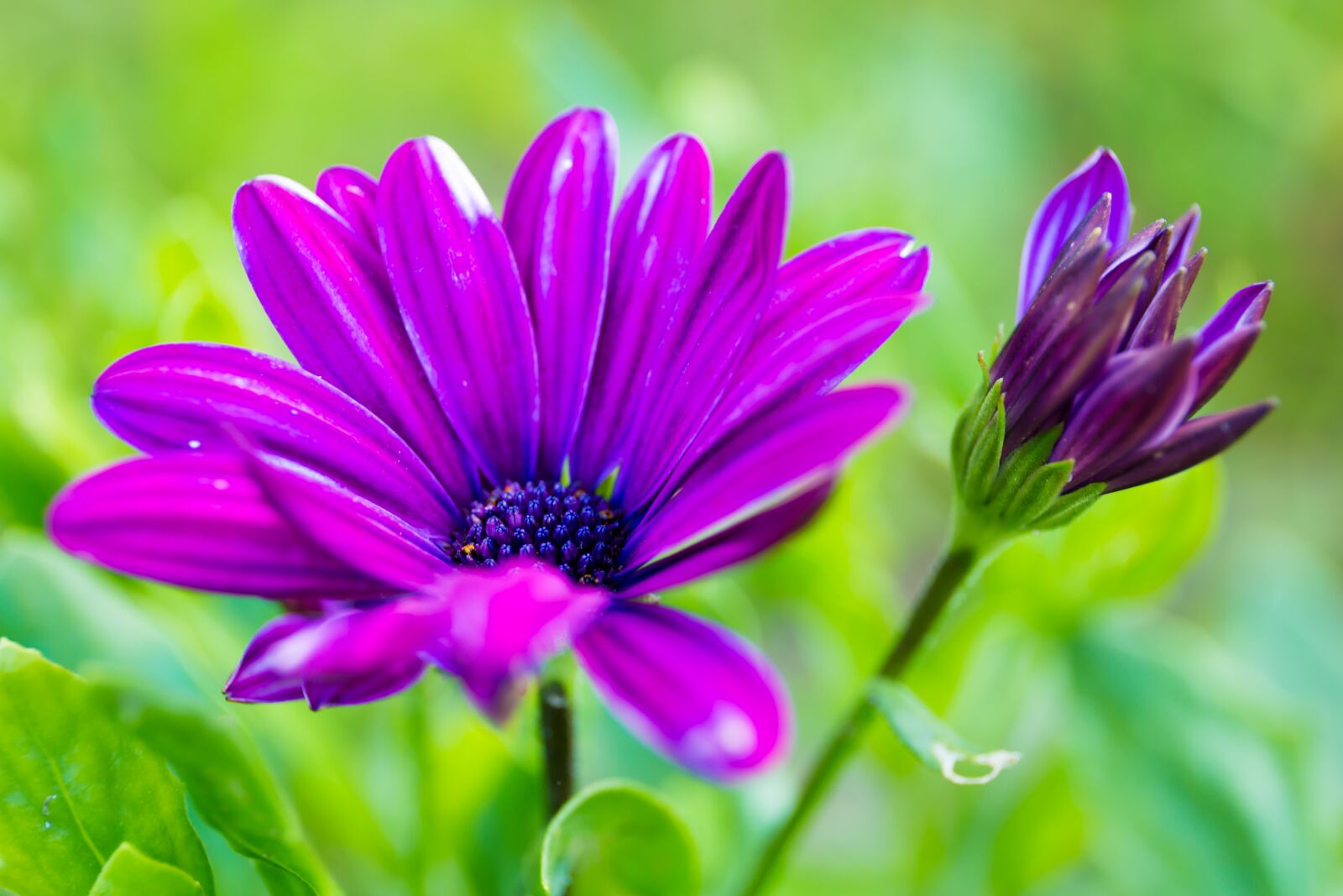 Canon EF 24-70mm F4L IS USM sample photo. Purple, flower, summer photography