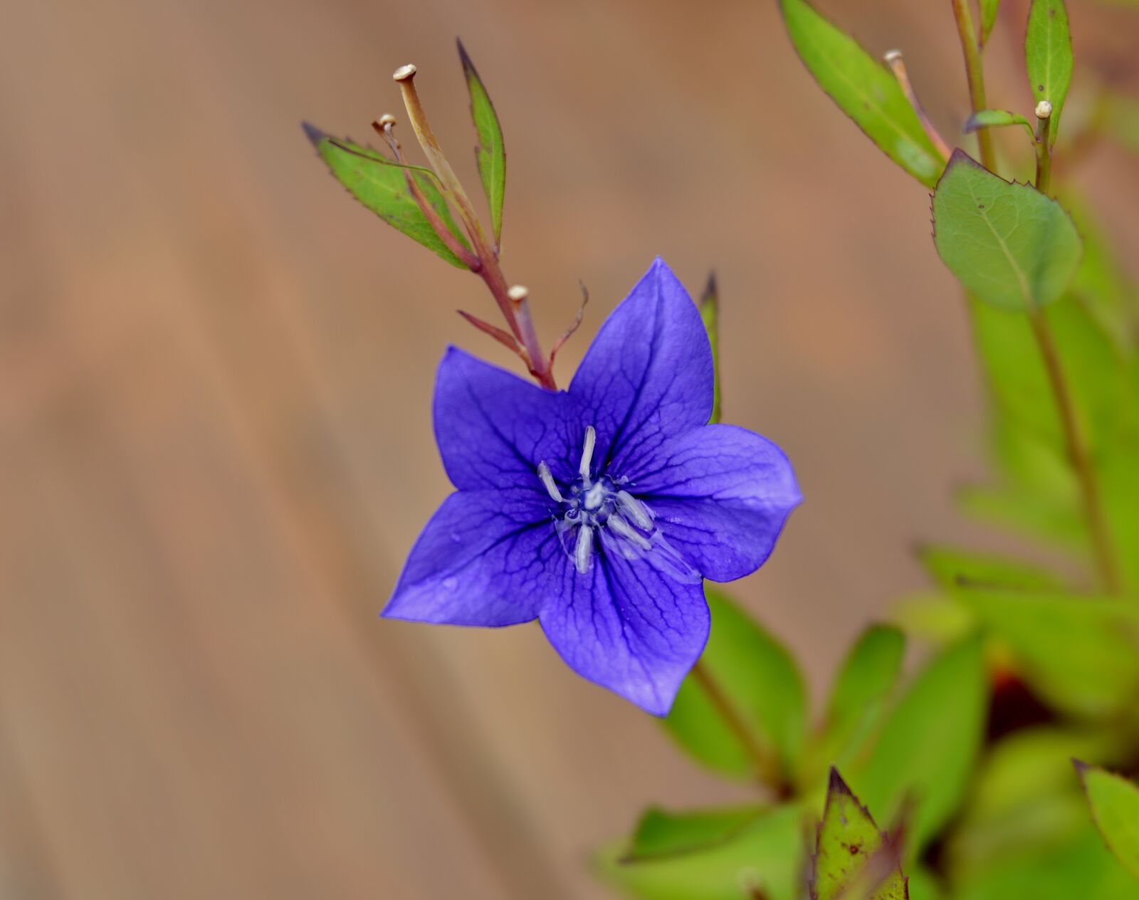 Nikon D600 sample photo. Campanula, bells flower, flora photography