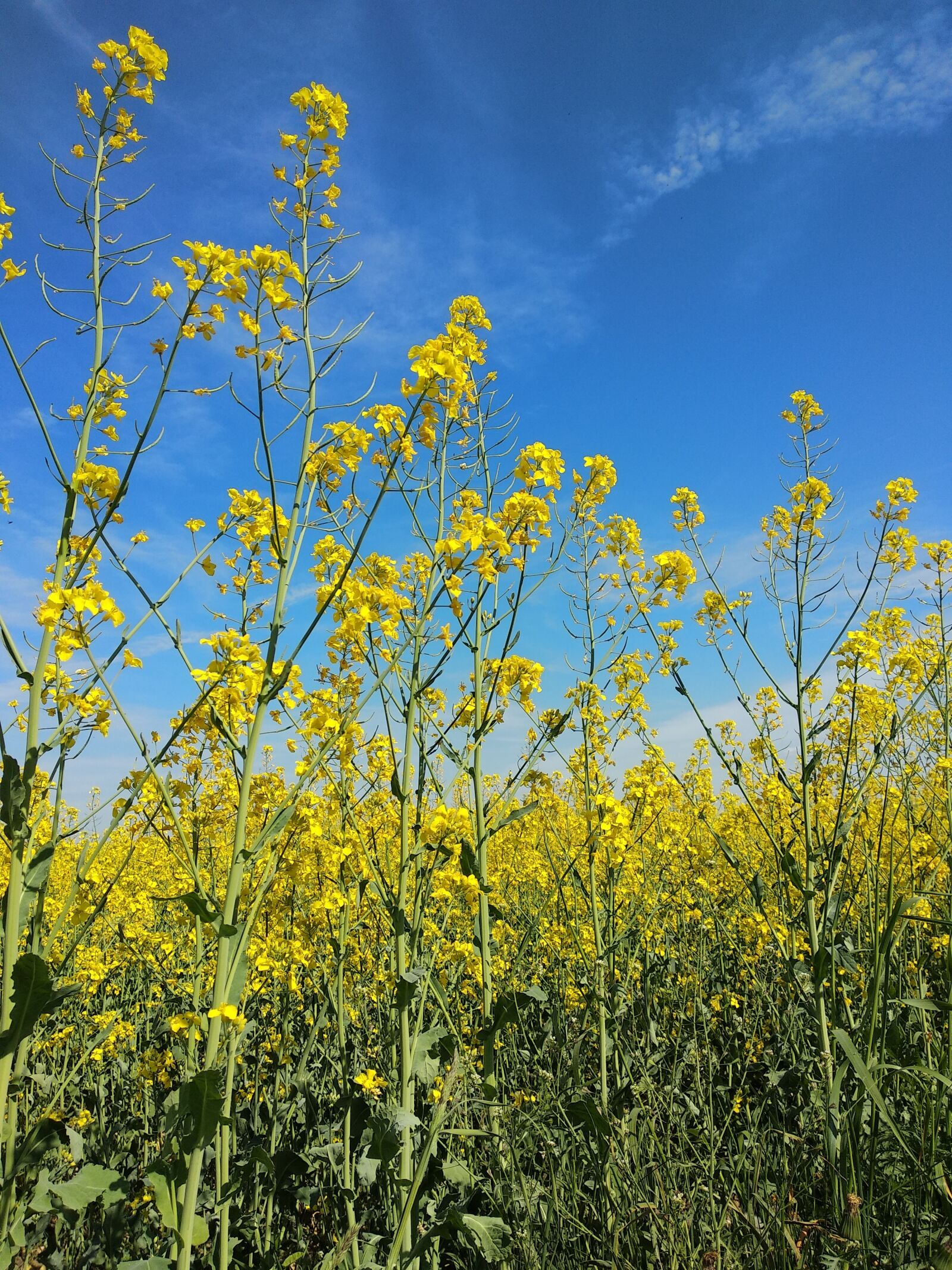Xiaomi Mi A1 sample photo. Rape, sky, yellow photography