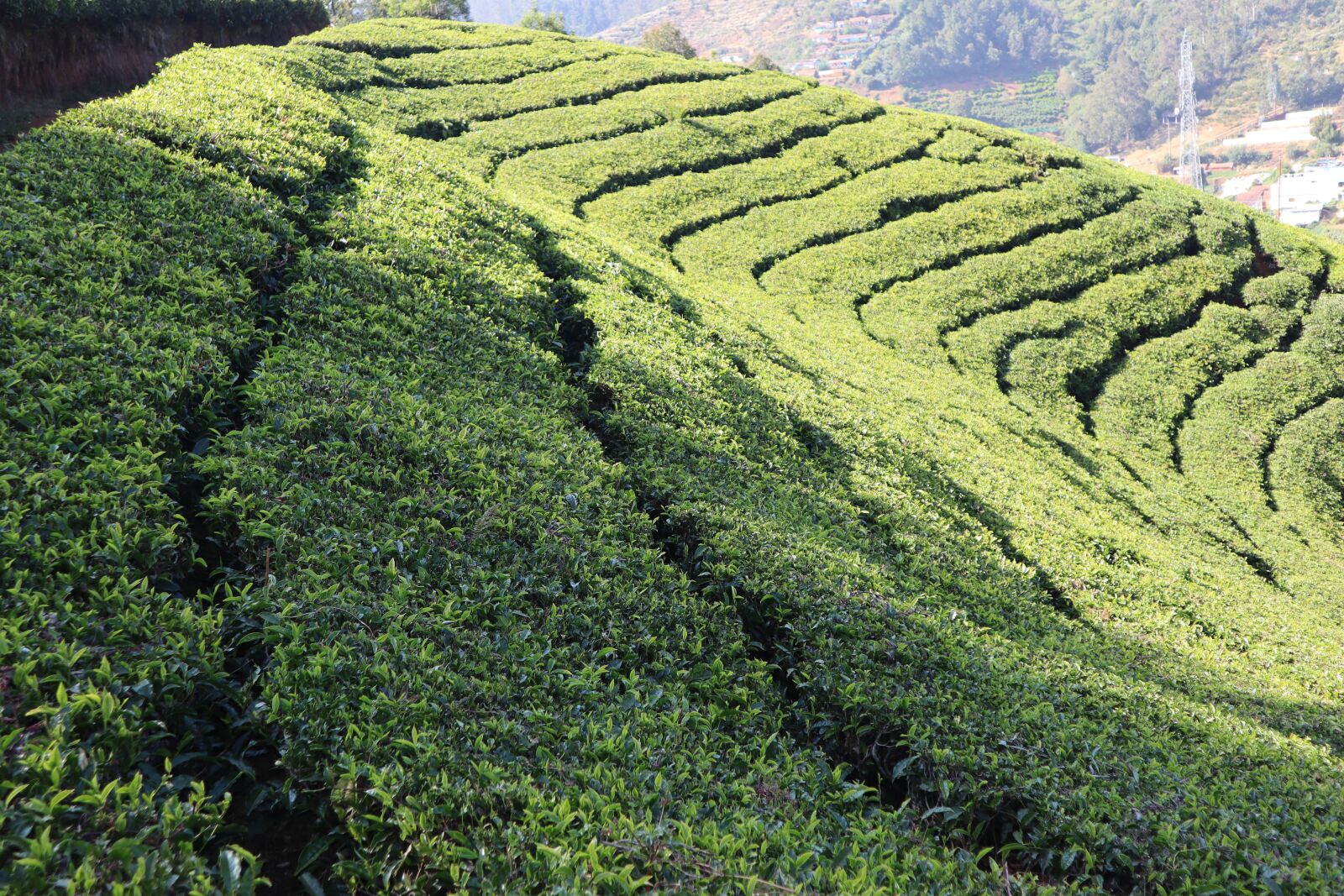 Canon EOS M50 (EOS Kiss M) sample photo. Tea estate, ooty, tea photography