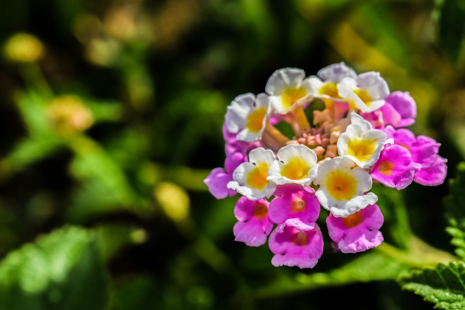 Nikon D3300 sample photo. Flower, colorful, nature photography