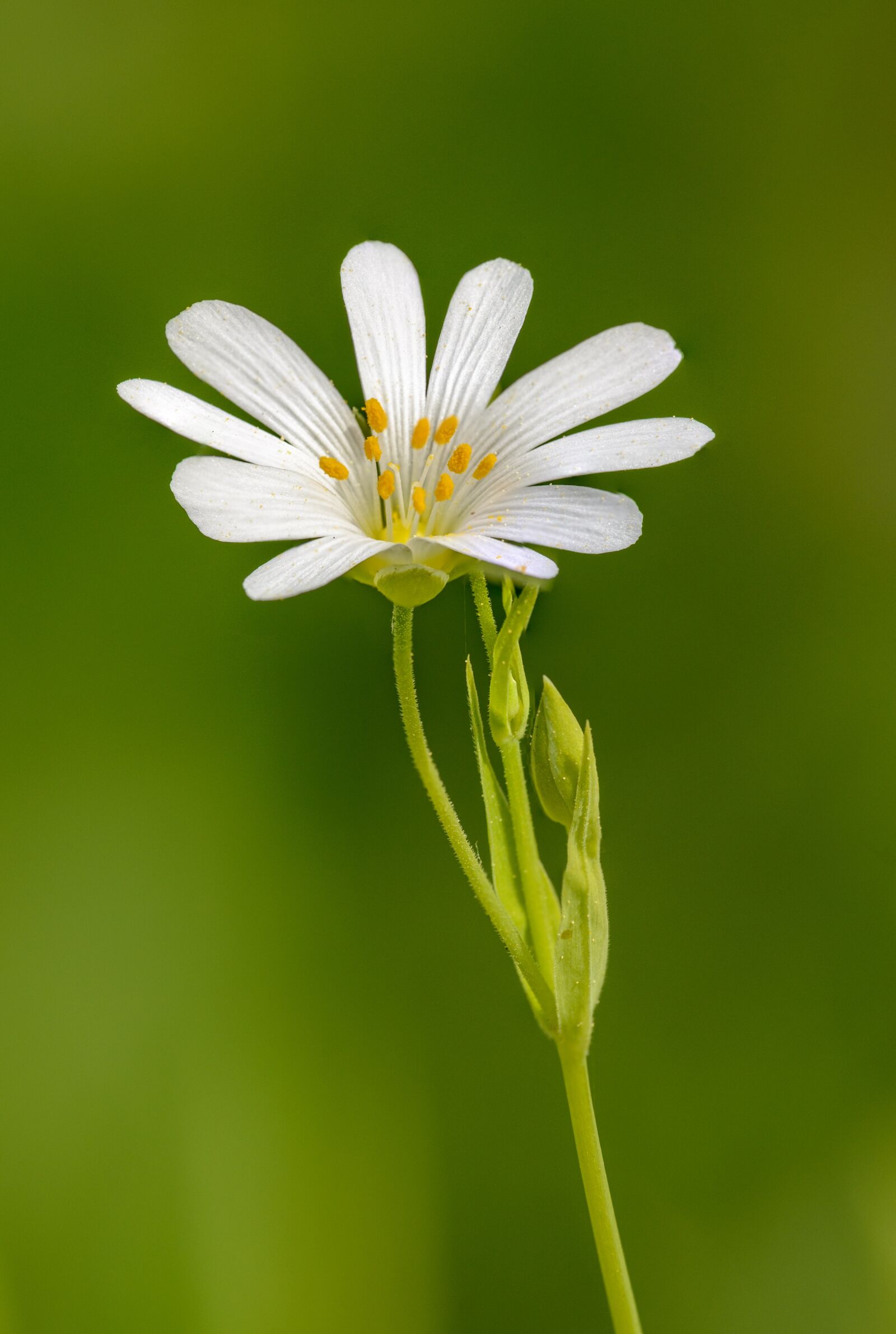 Nikon D800E sample photo. Flower, white, flowers photography