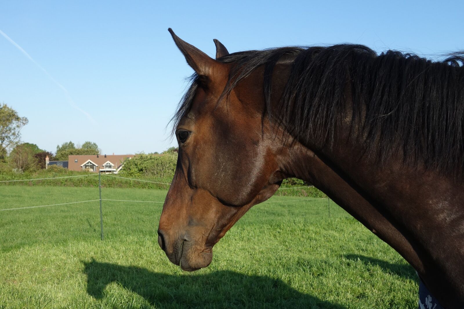 Sony Cyber-shot DSC-RX100 sample photo. Horse, horse head shot photography