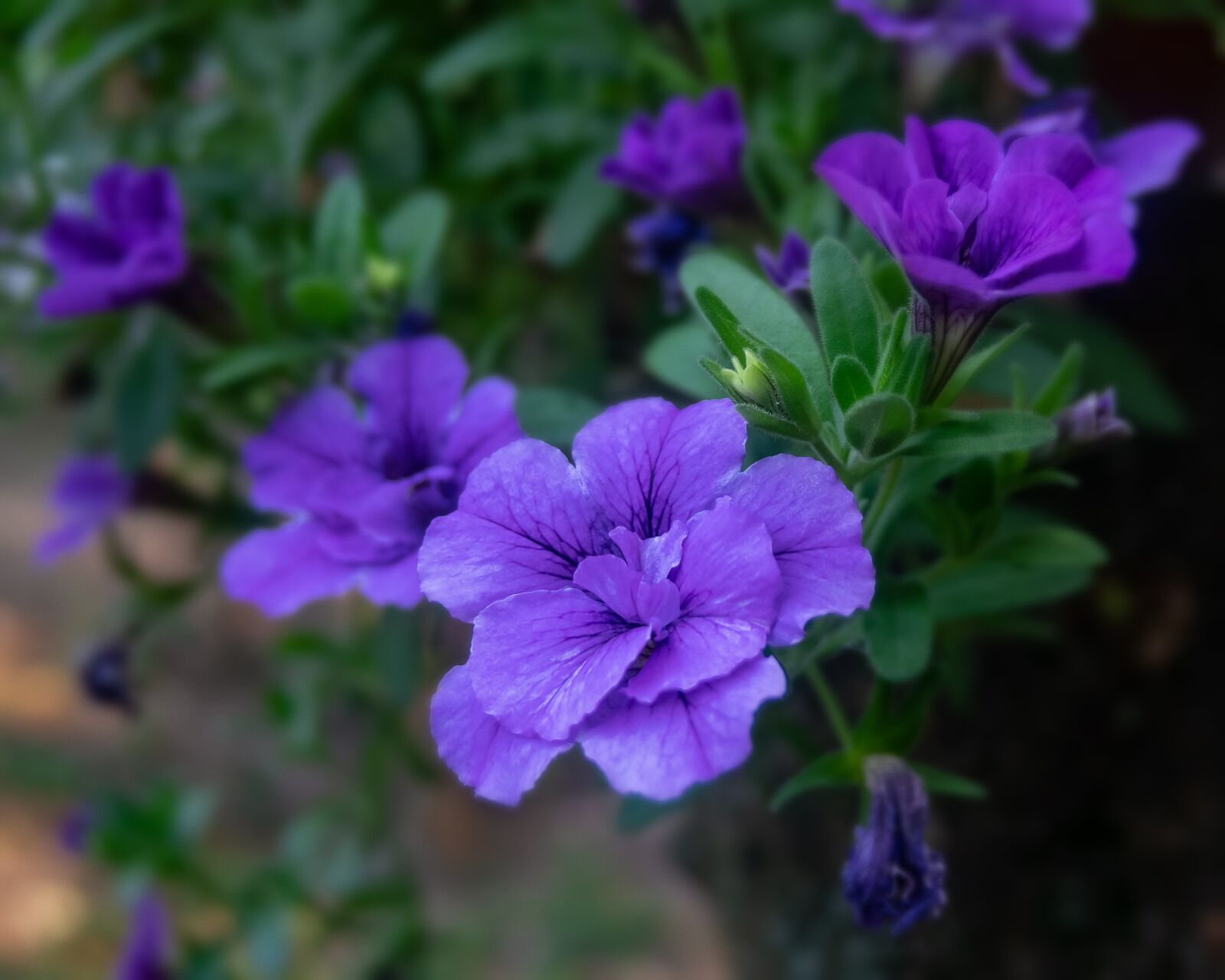 Canon PowerShot G3 X sample photo. Flowers, blue flowers, blossom photography