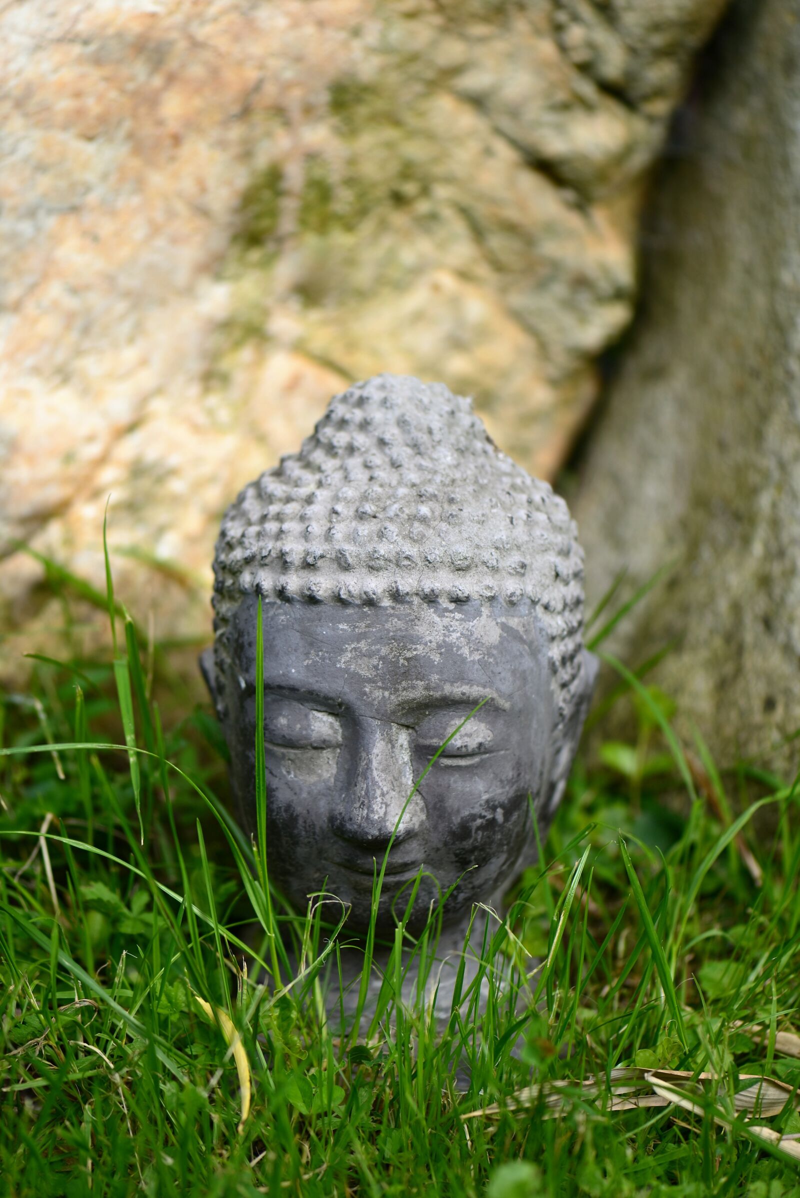 Nikon D610 sample photo. Buddha head, grass, garden photography