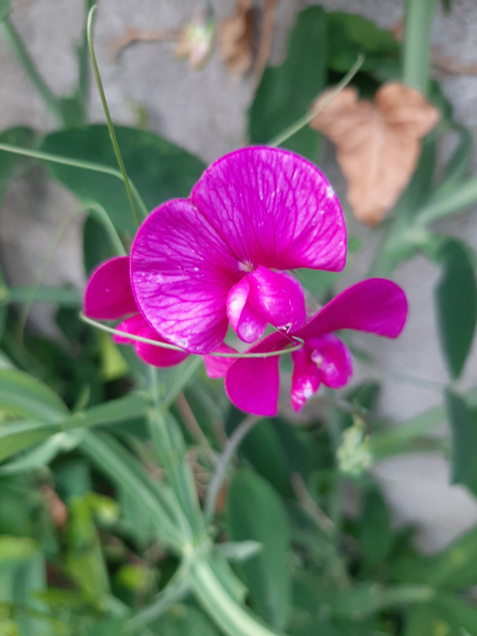 Samsung Galaxy A50 sample photo. Nature, flower, peas photography