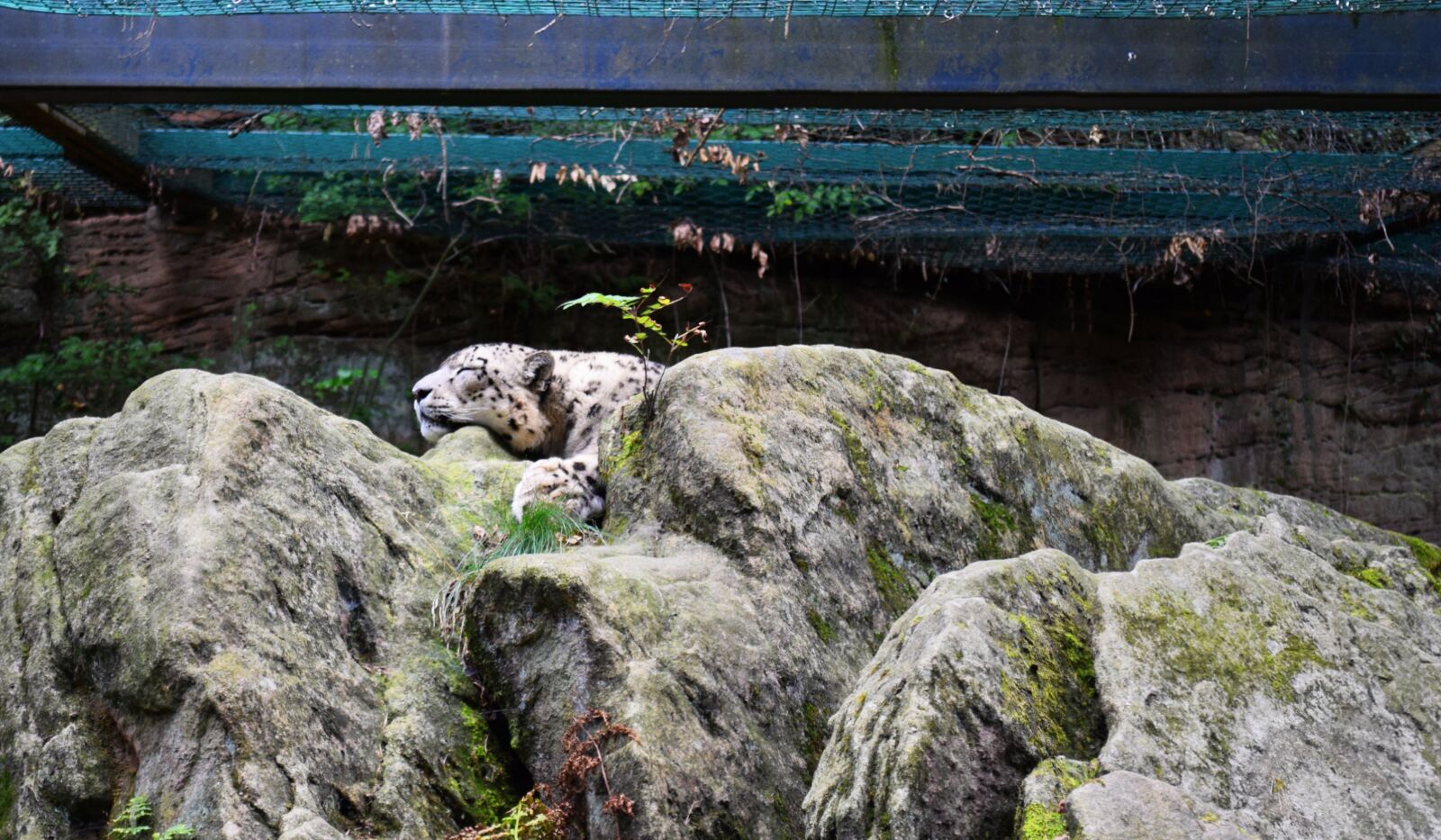 Nikon D5300 sample photo. Snow leopard, zoo, big photography
