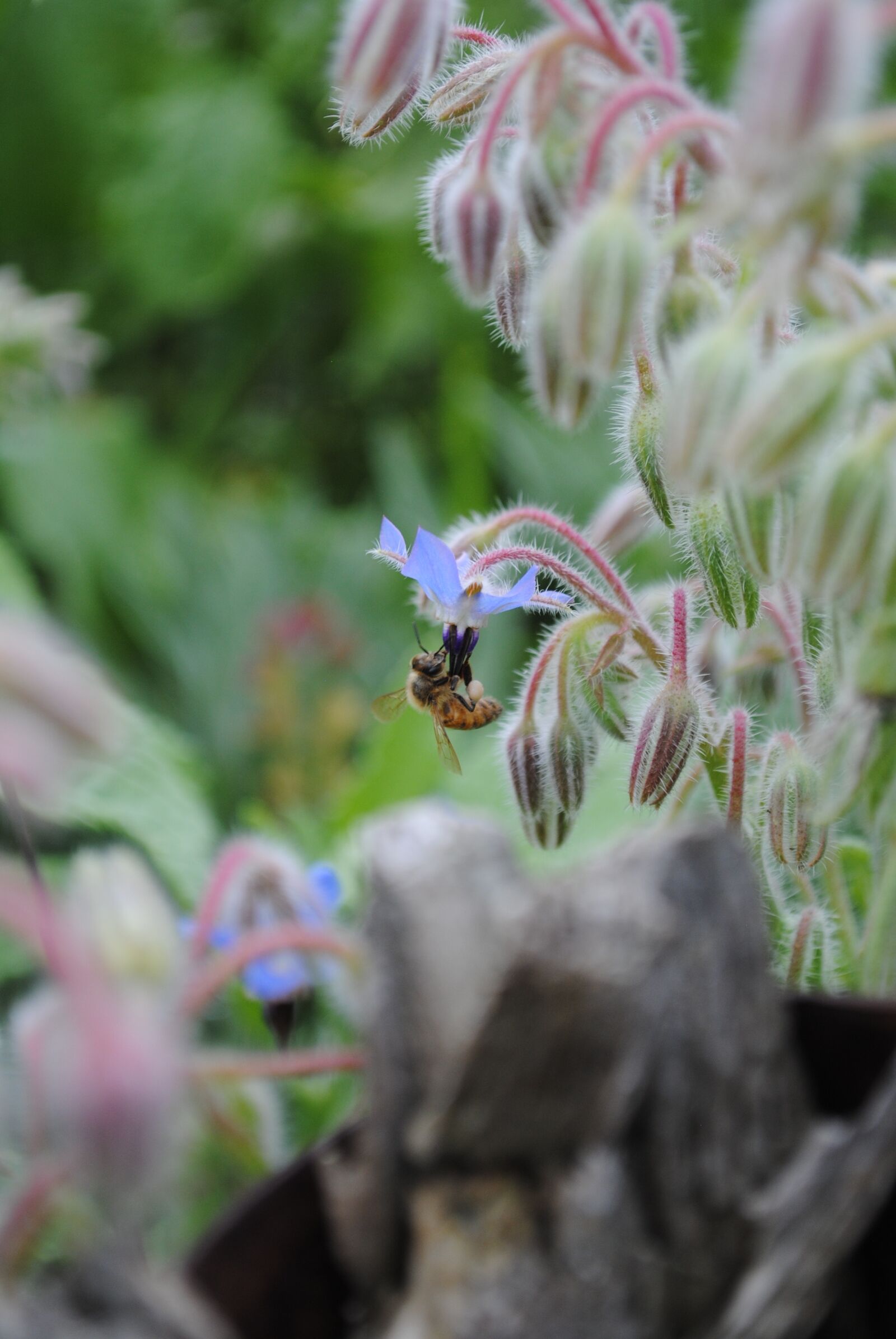 Nikon D3000 sample photo. Bee, minnesota, flower photography