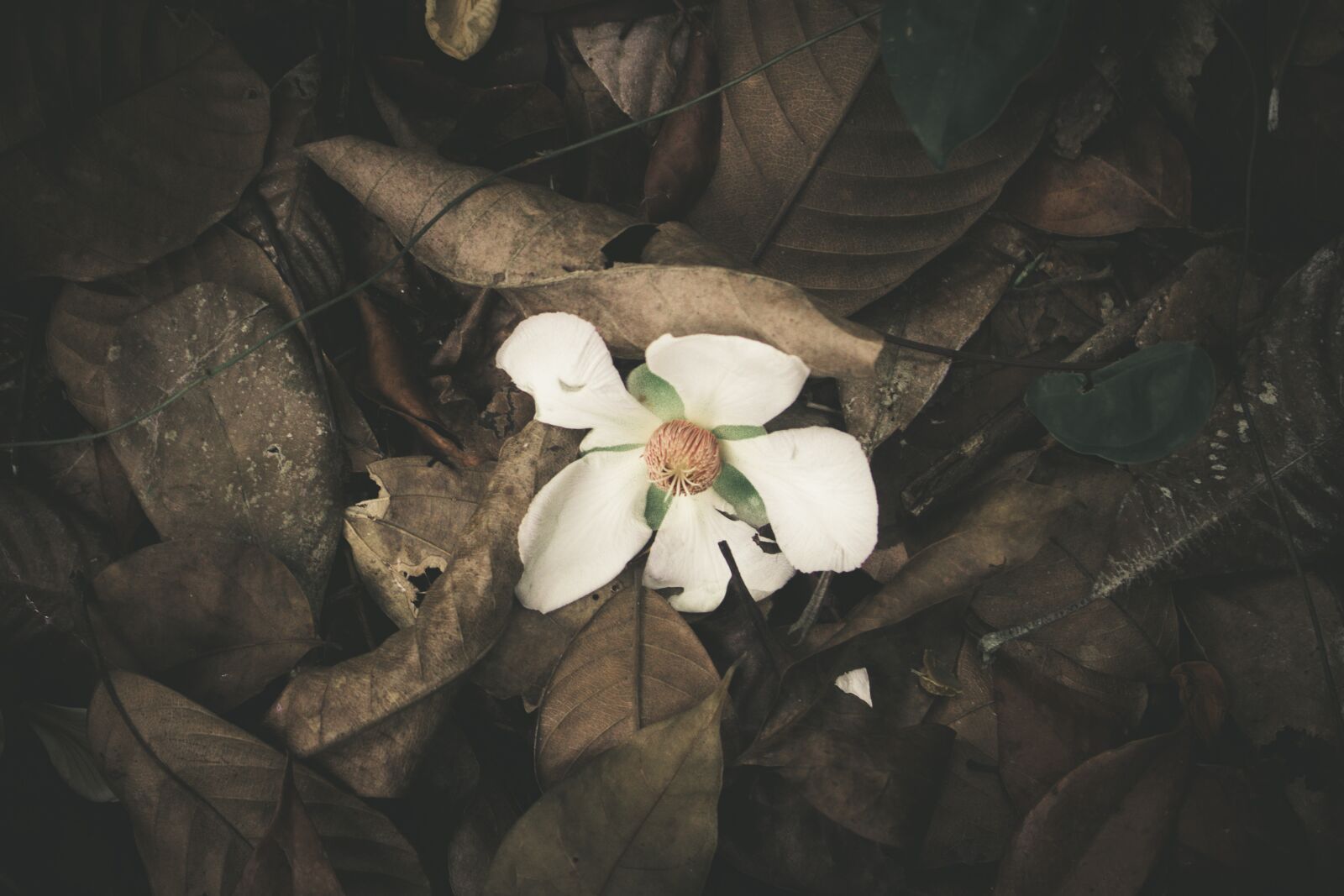 Canon EOS 750D (EOS Rebel T6i / EOS Kiss X8i) sample photo. White flower, wild, dry photography