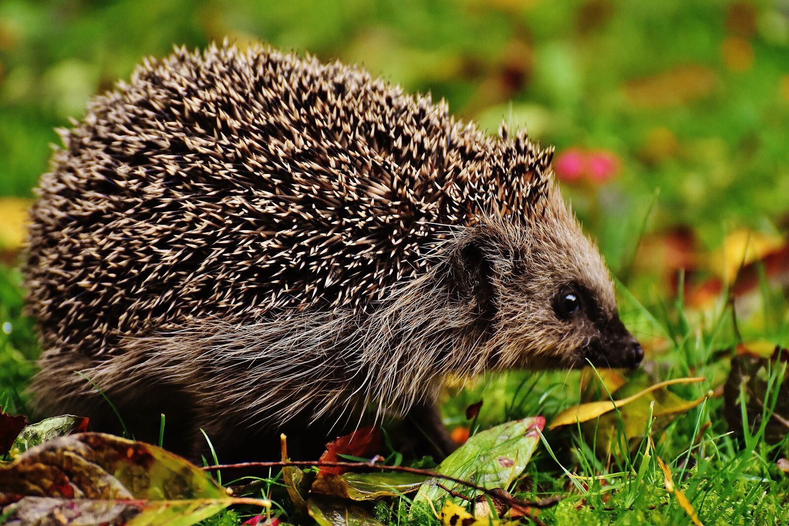 Nikon D7200 sample photo. Hedgehog child, young hedgehog photography