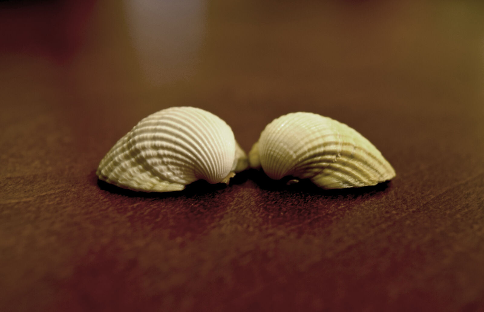 Nikon D3300 sample photo. Night, shells, summer photography