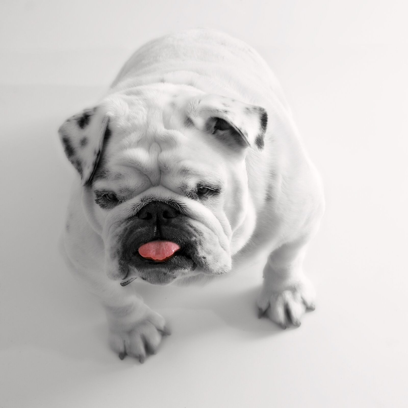Nikon D300 sample photo. Dog, pet, white, bulldog photography
