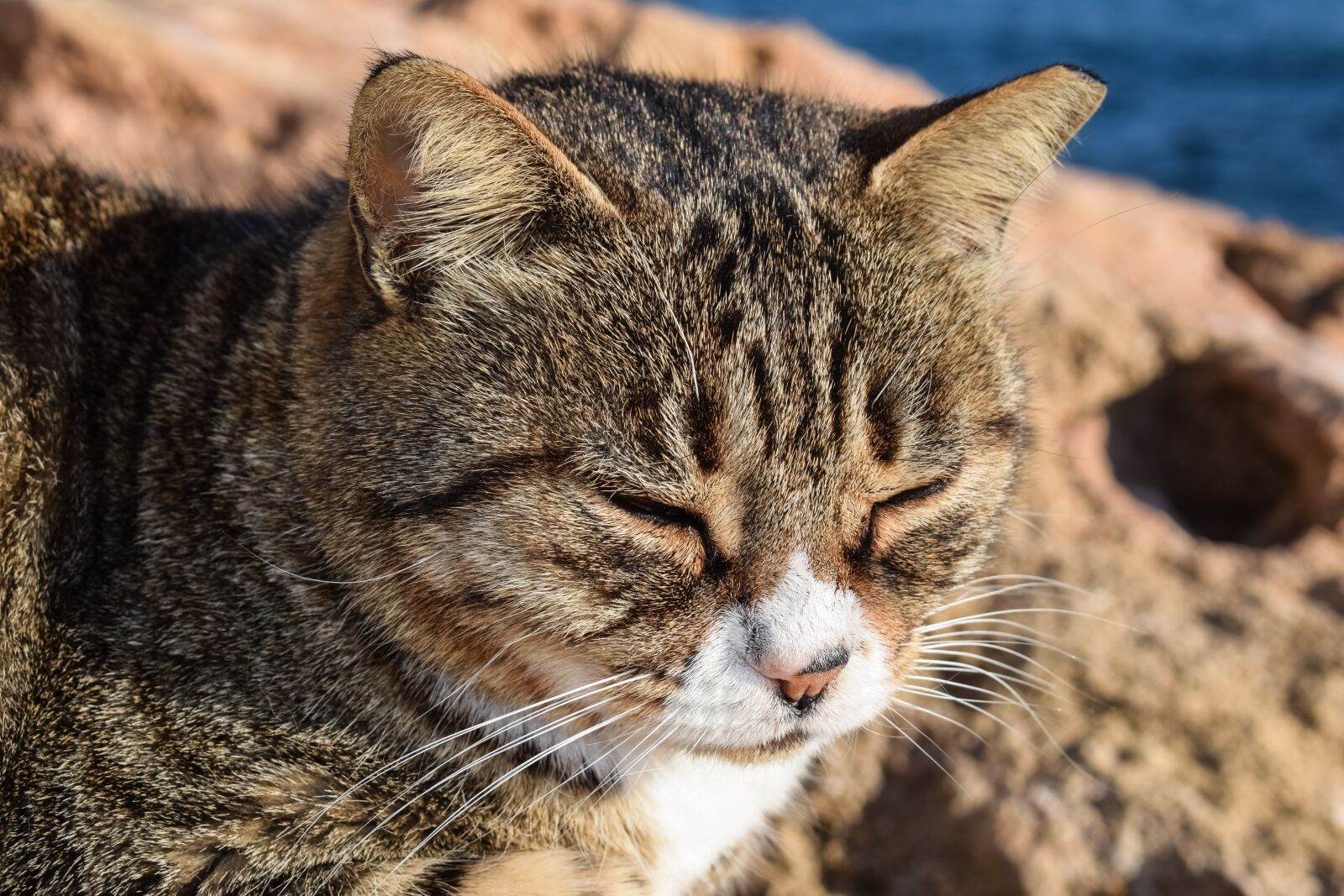 Nikon D3300 sample photo. Cat, stray, face photography
