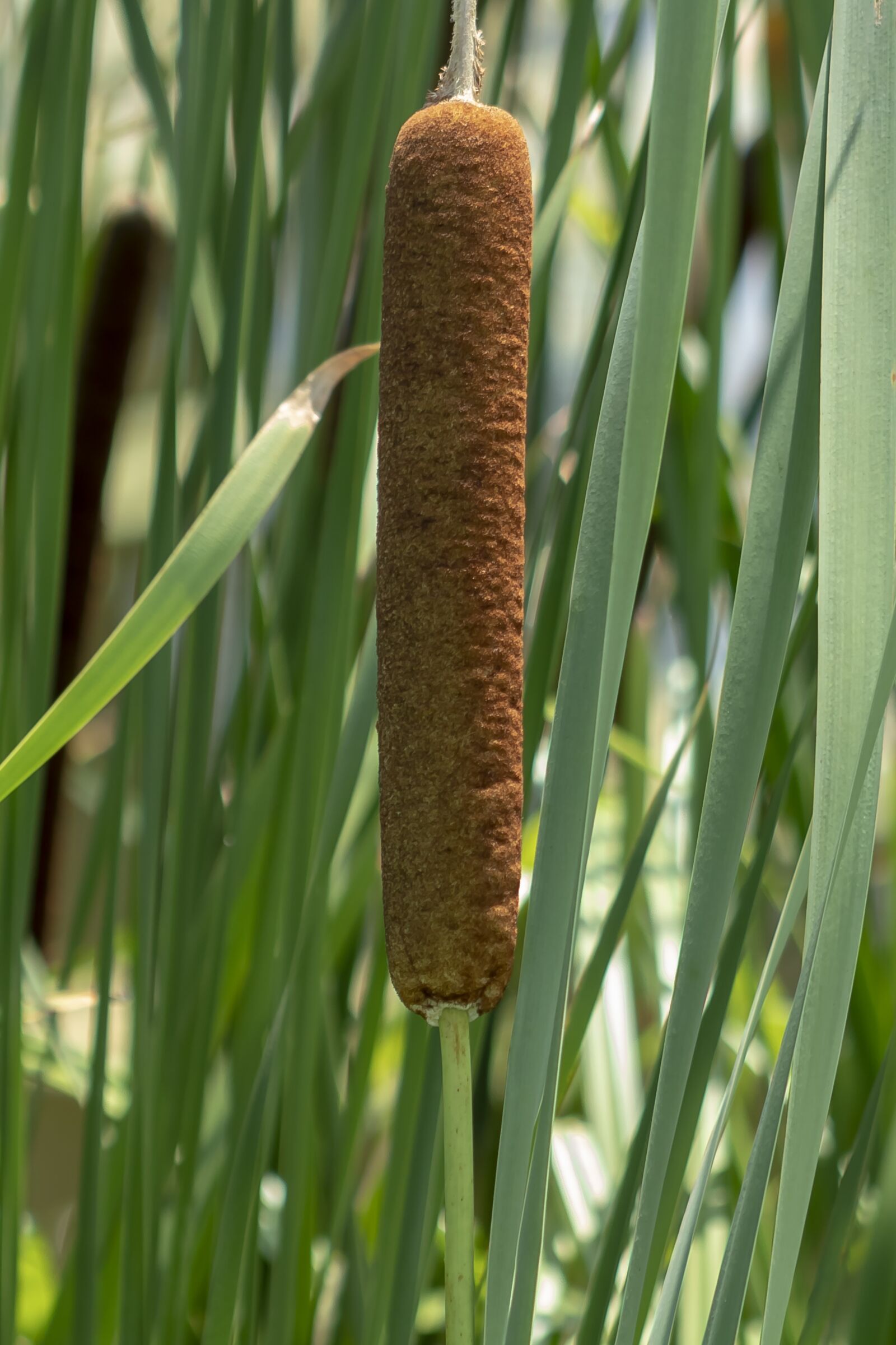 Canon EF75-300mm f/4-5.6 sample photo. Wildflower, mace, cattail photography