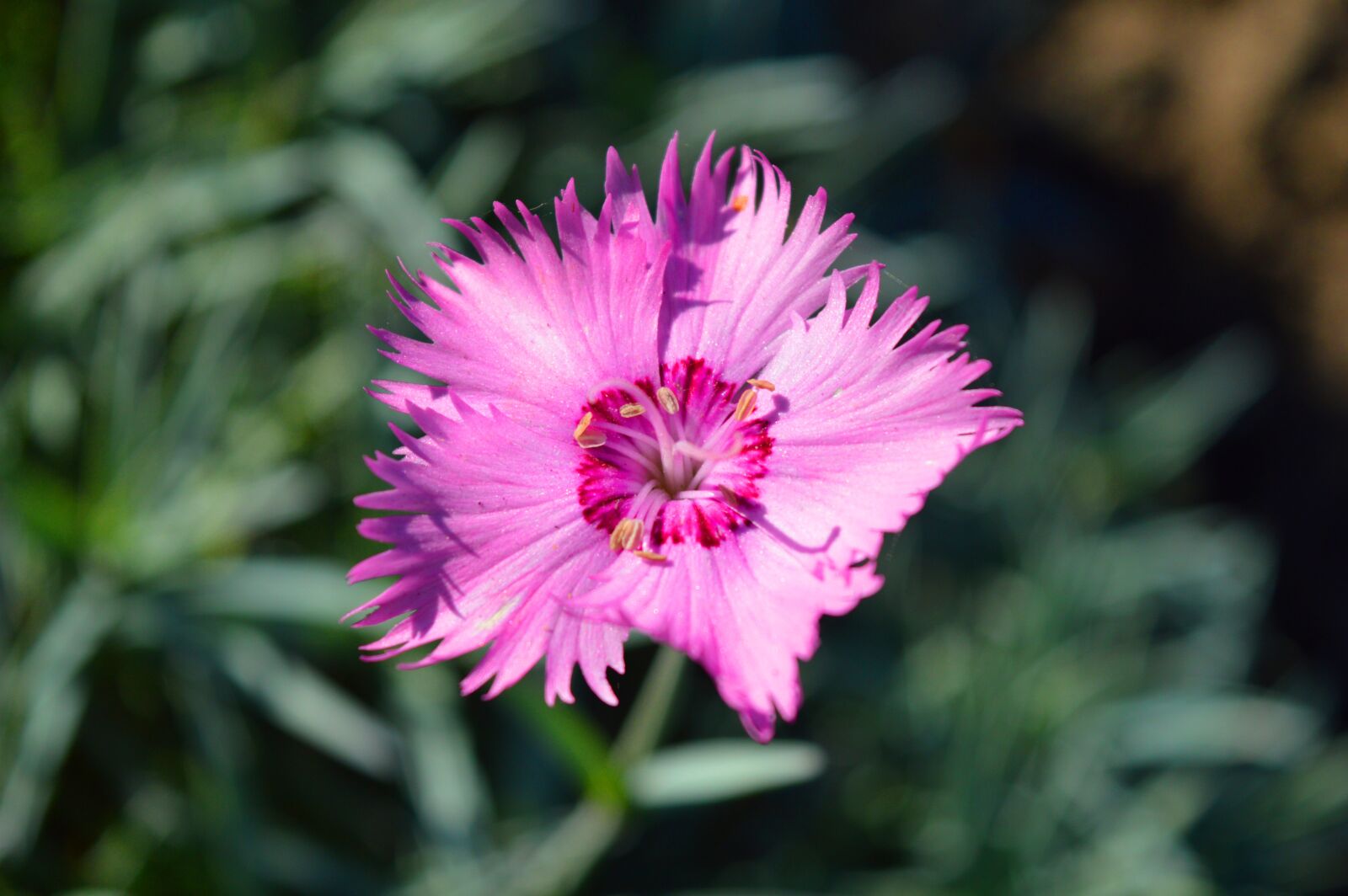 Nikon D3200 sample photo. Carnation, blossom, bloom photography